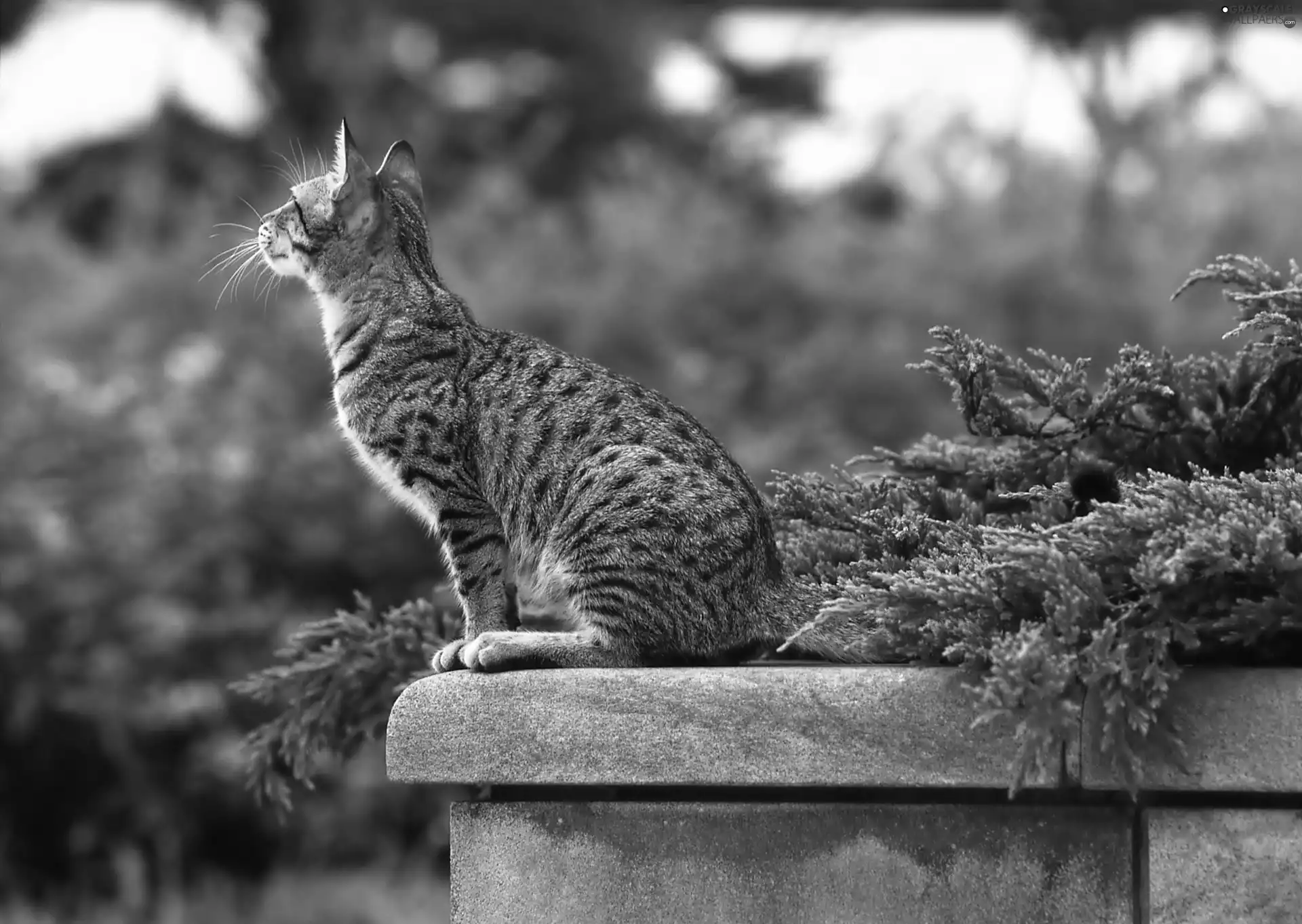 sitter, kitten