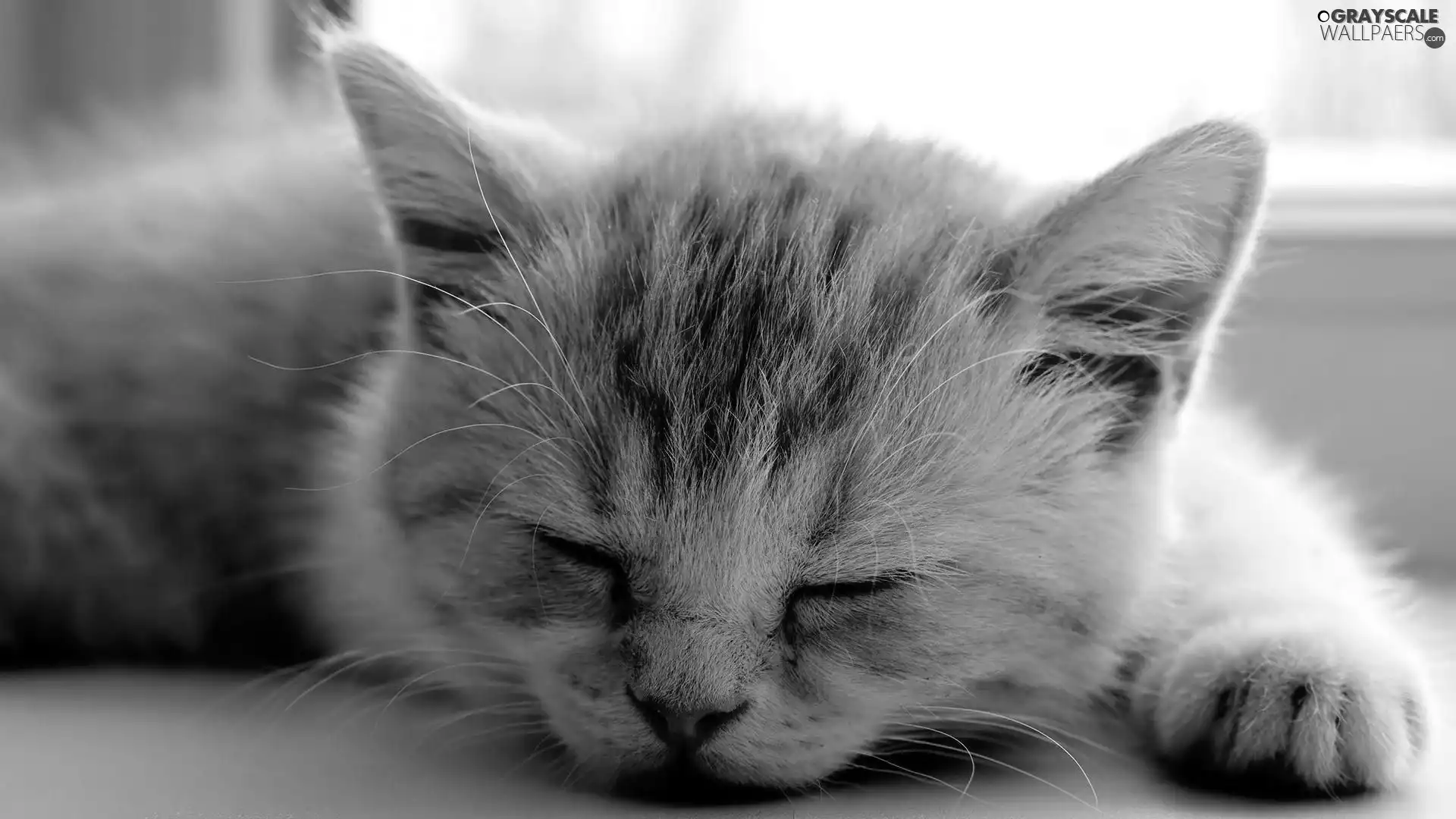 sleepy, kitten