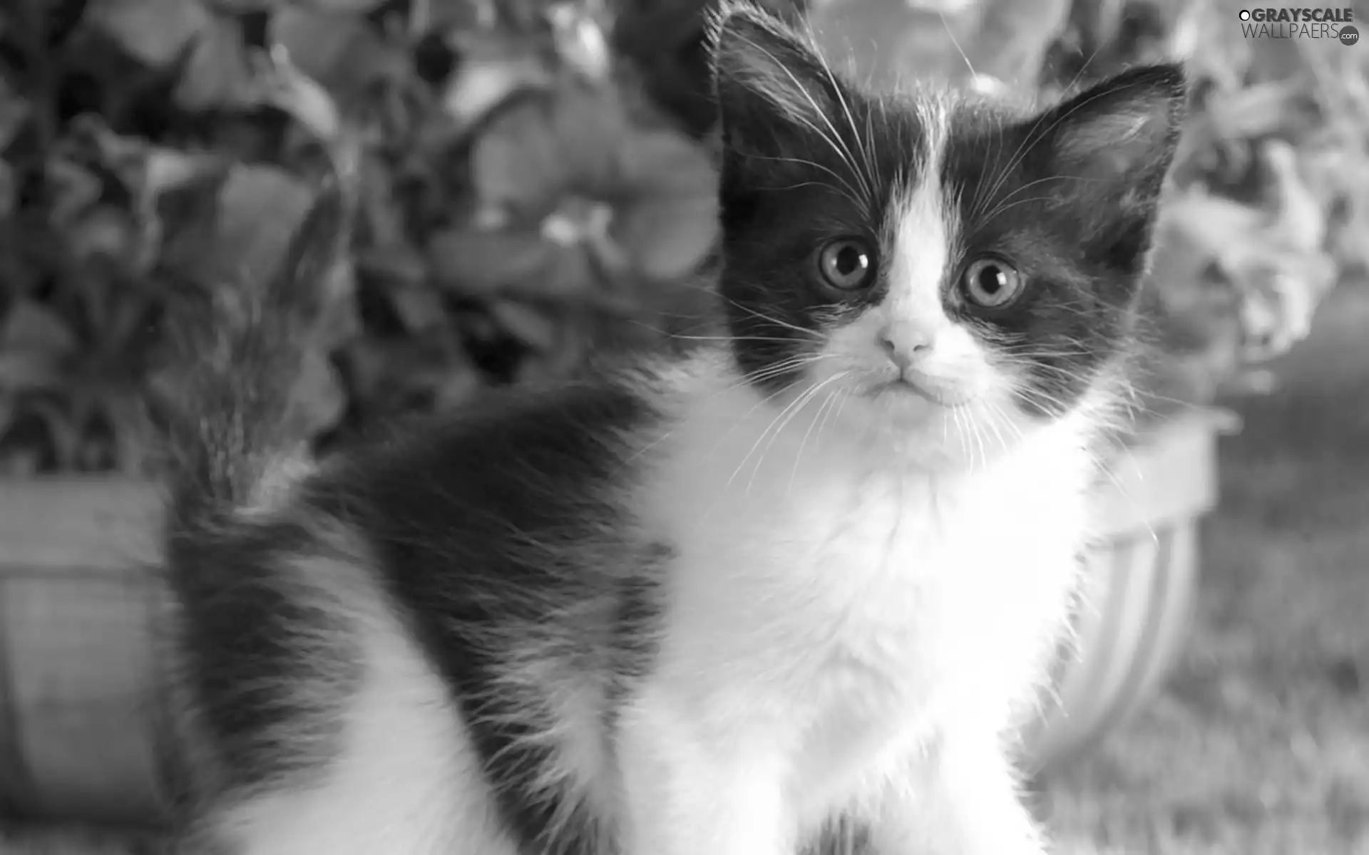 small, kitten