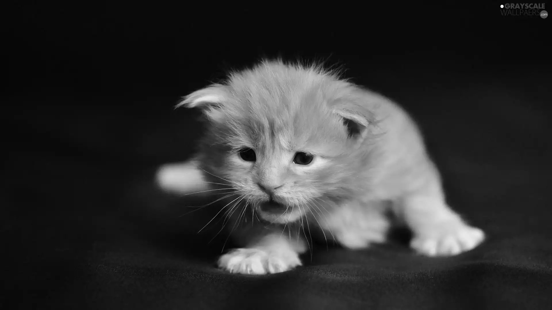 small, kitten