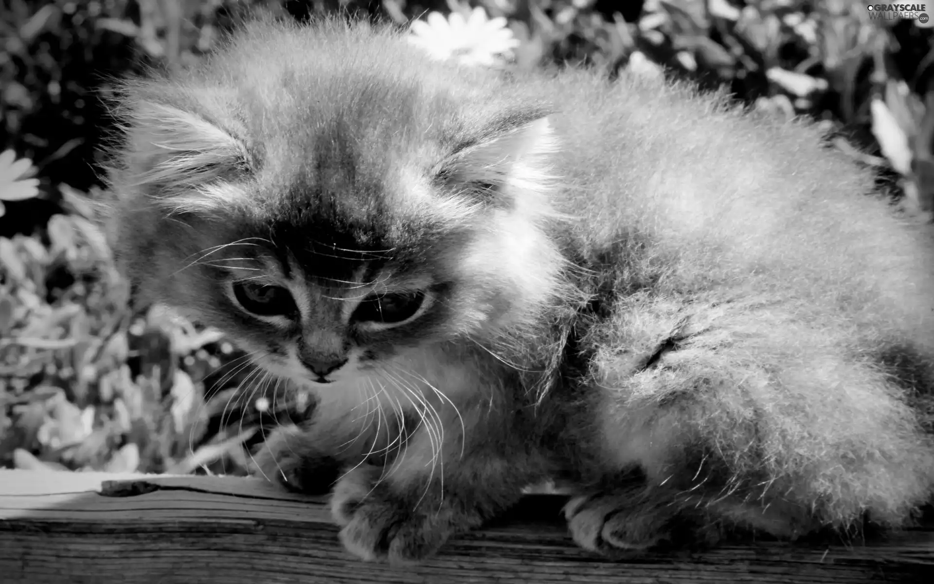 small, kitten