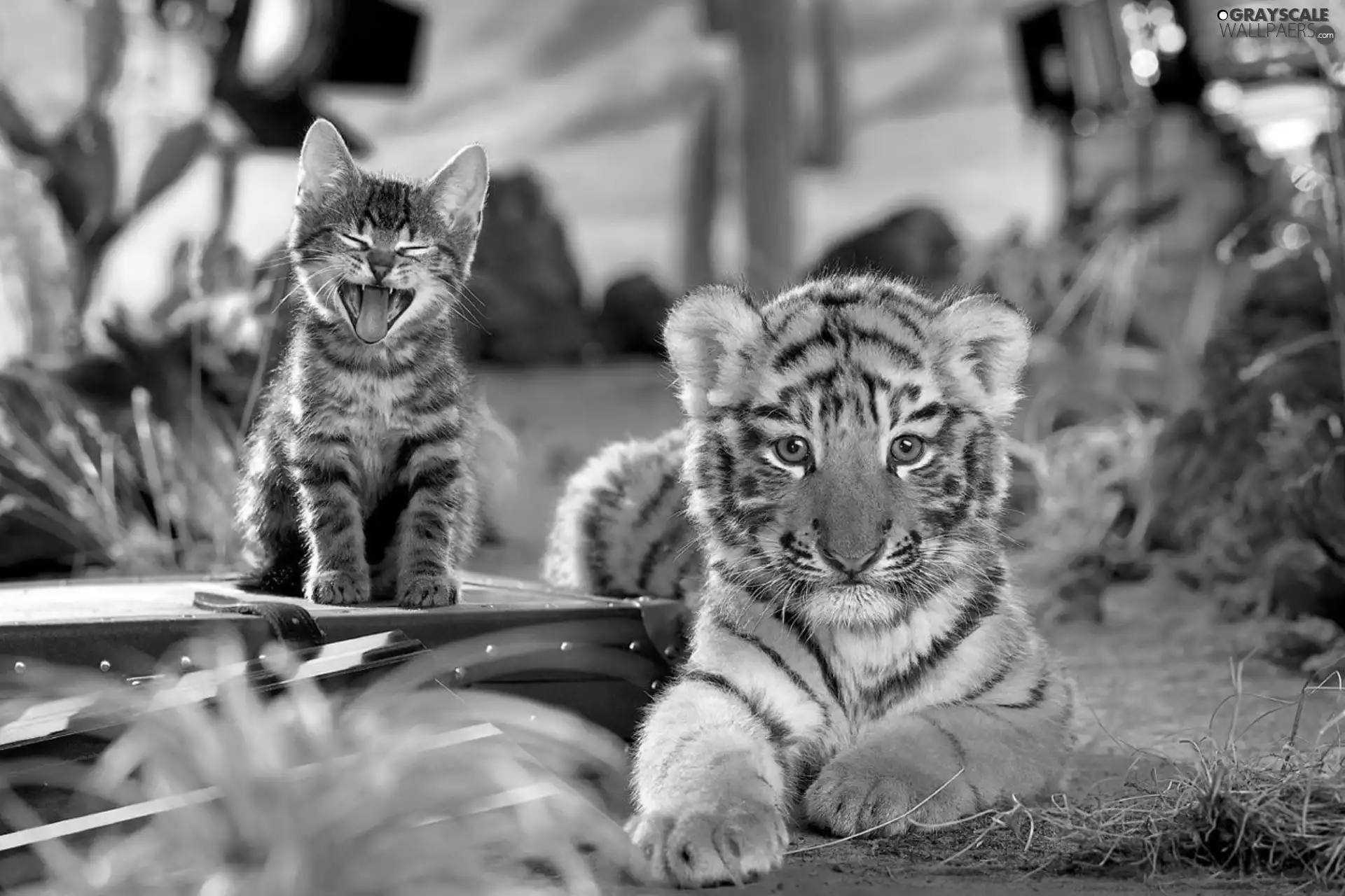 kitten, tiger, small