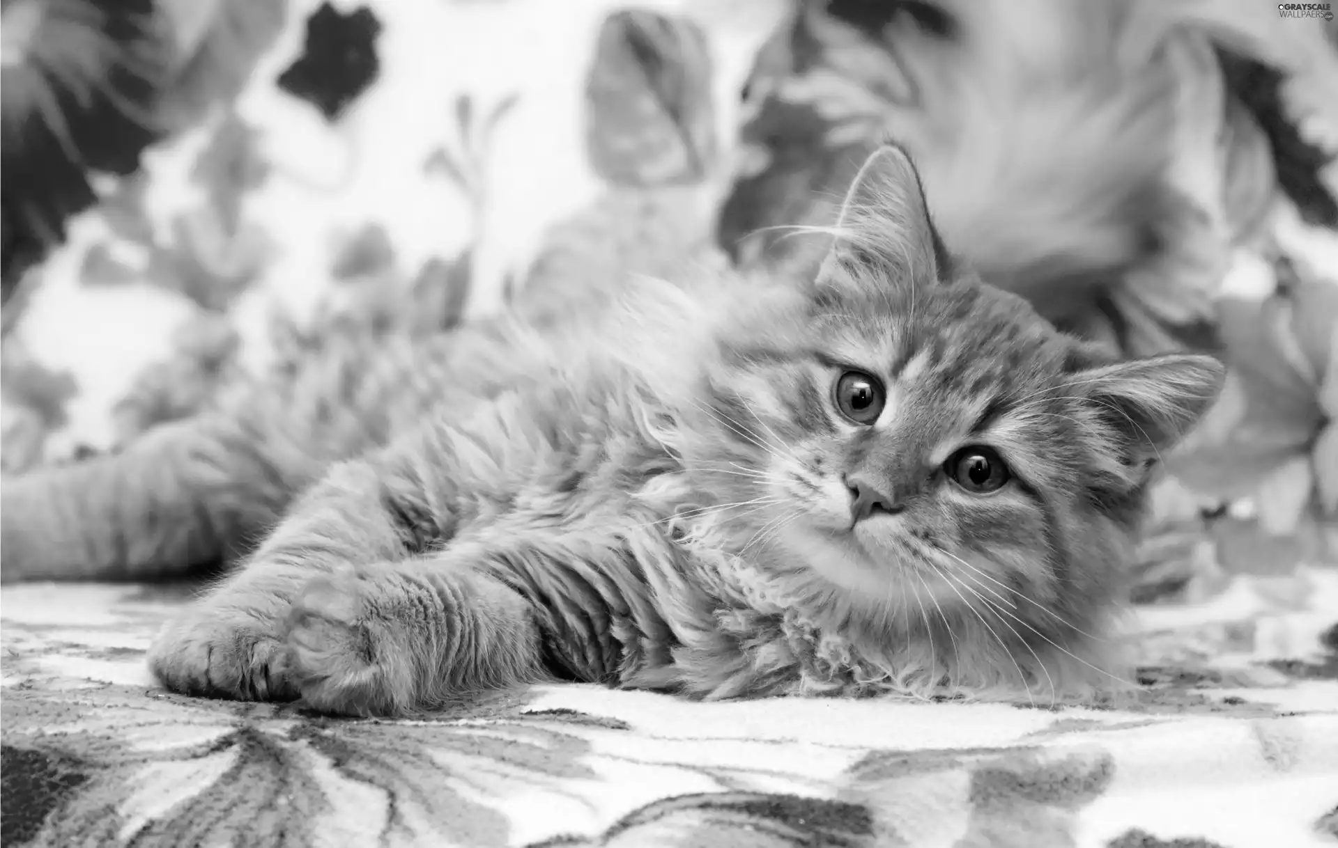 kitten, sofa, small, ginger, honeyed