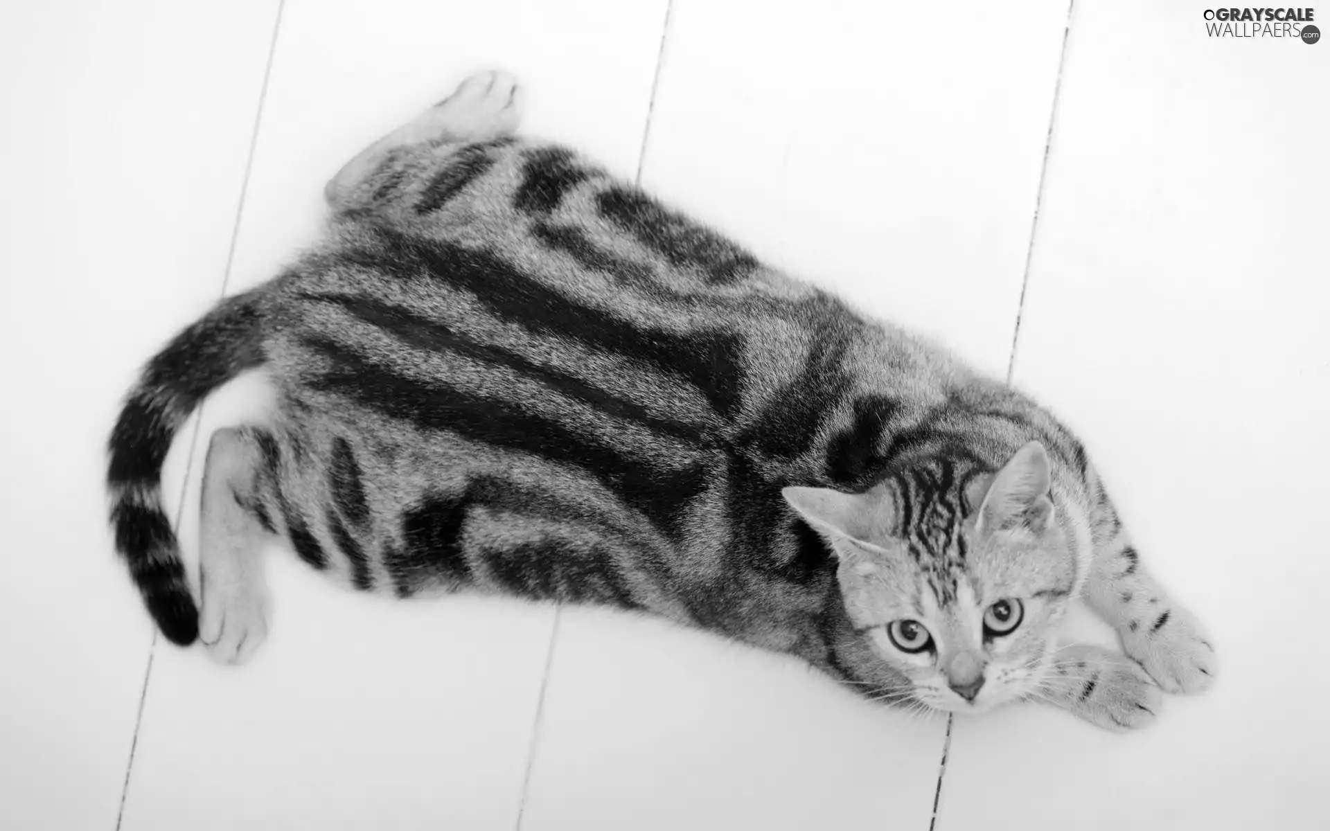 Ocicat, striped, kitten