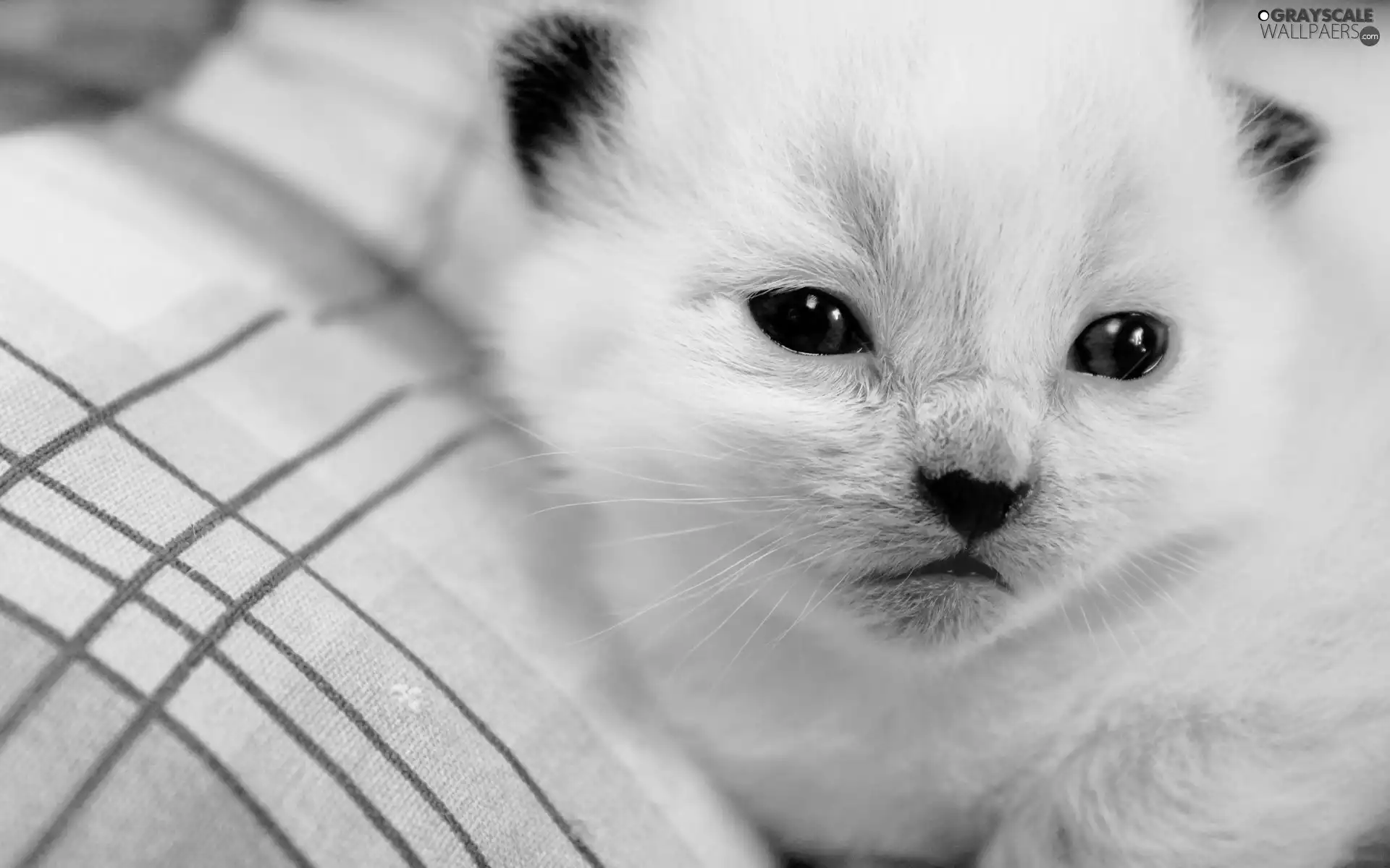 kitten, small, White