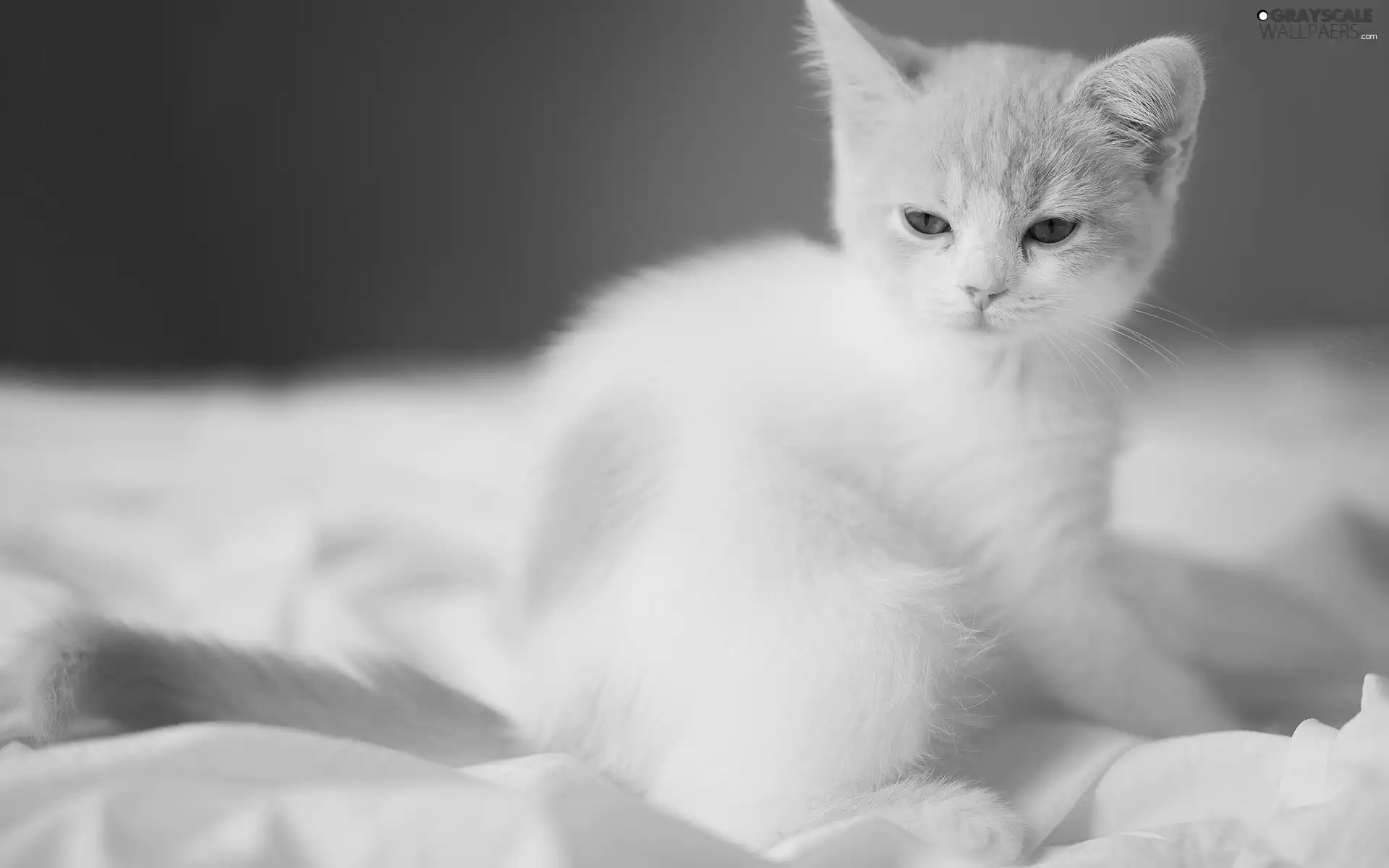 White, kitten