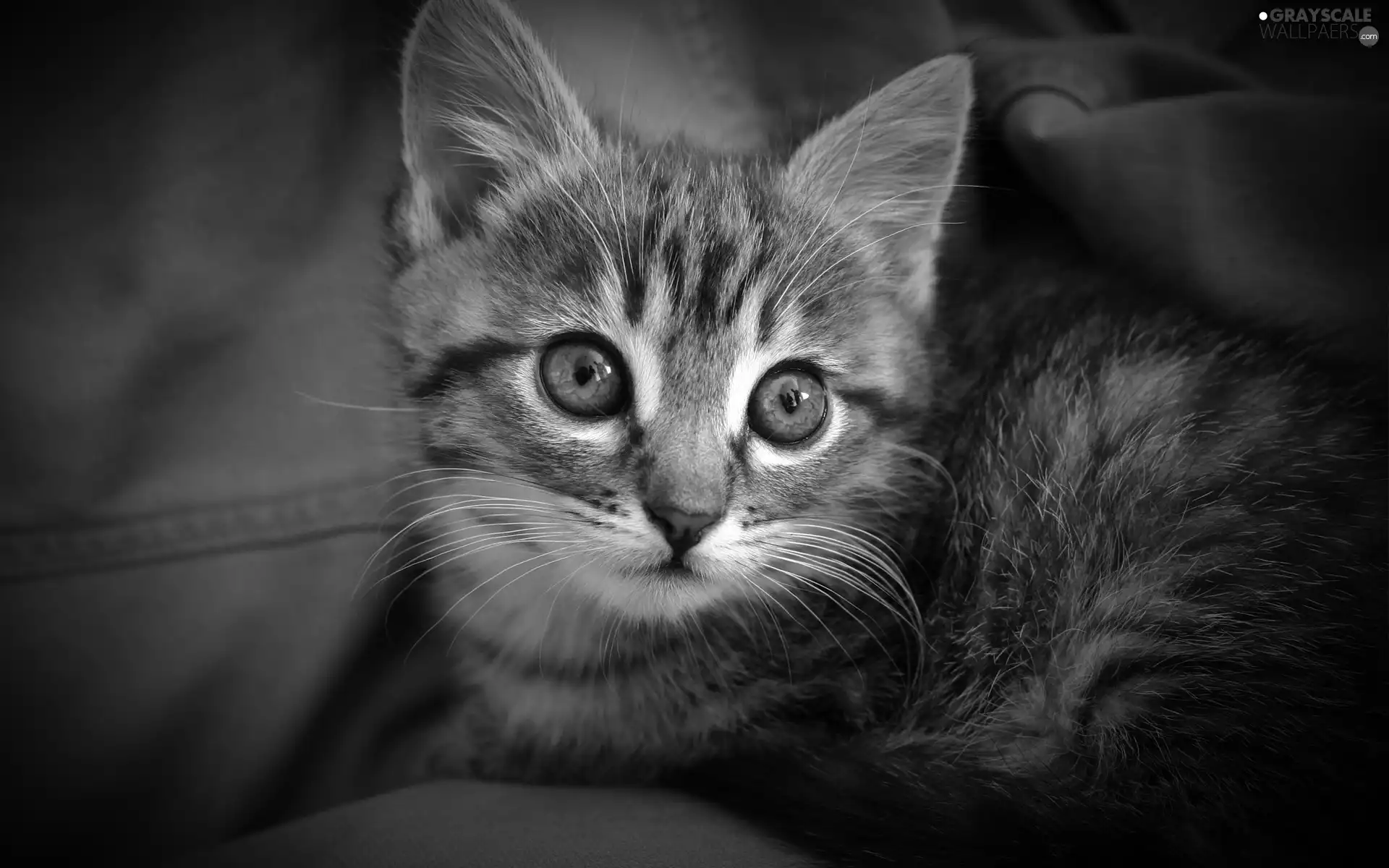 kitten