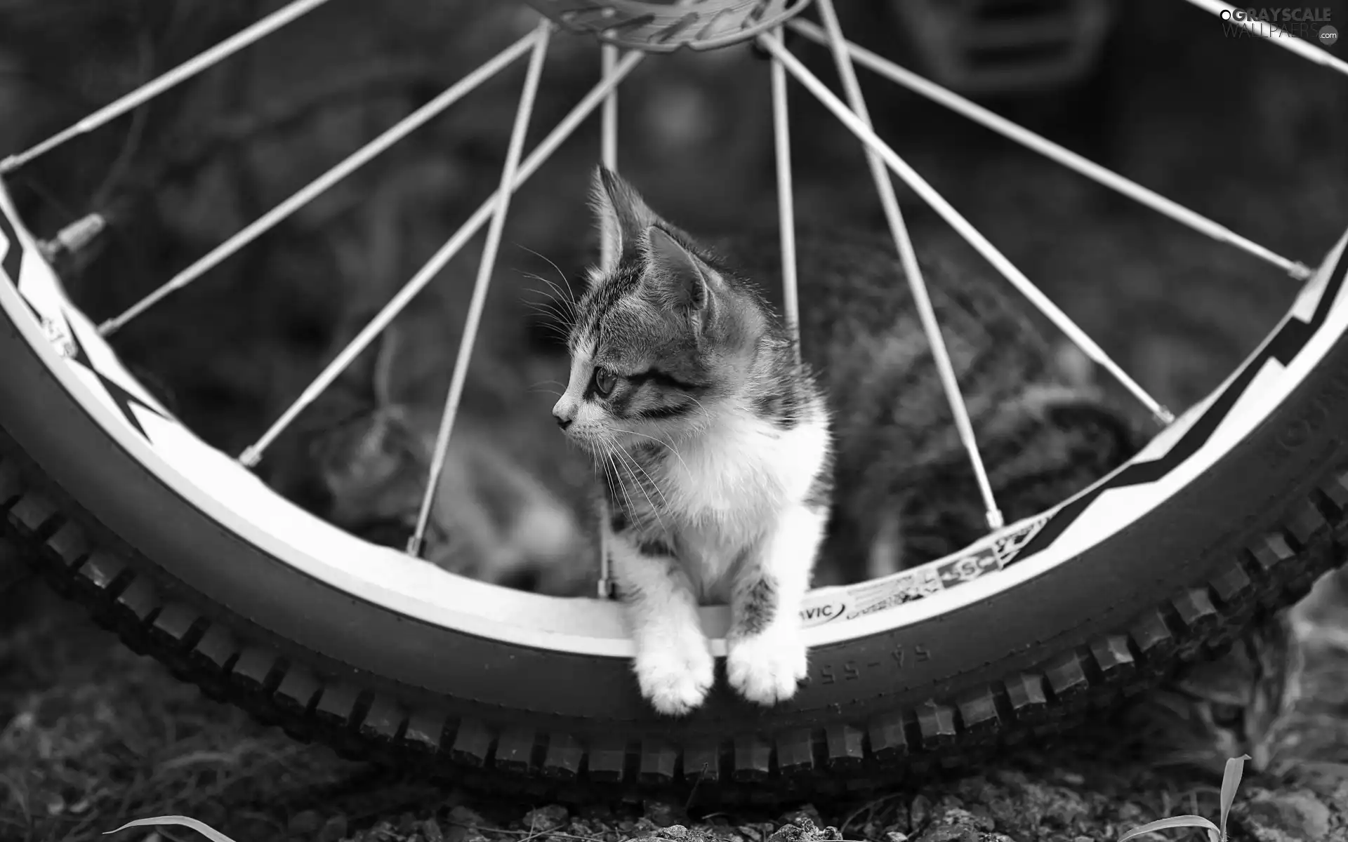 kitty, circle, cycling
