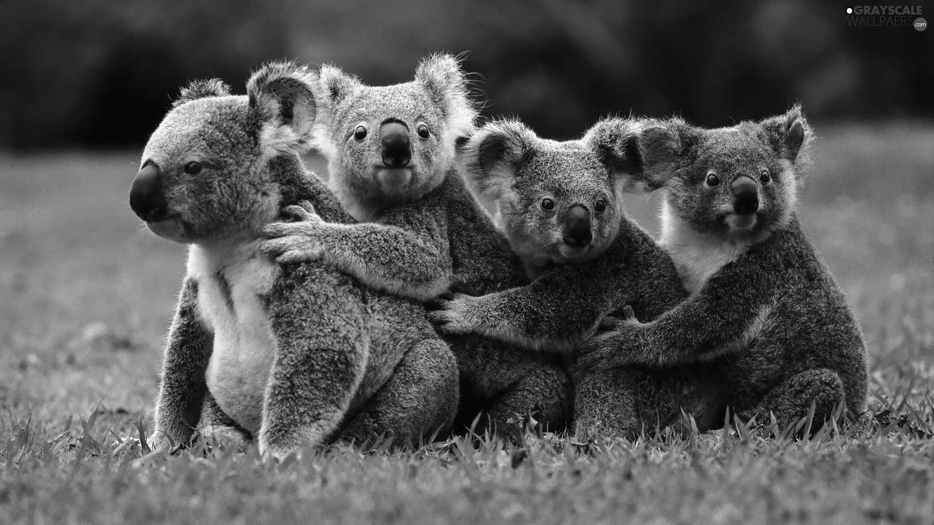 Koala, four, bear