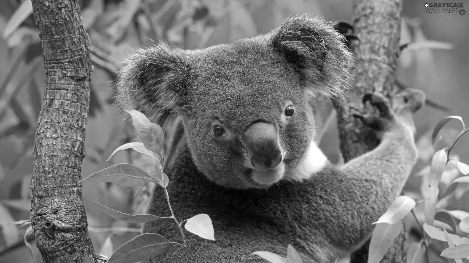 Australia, teddy bear, Koala