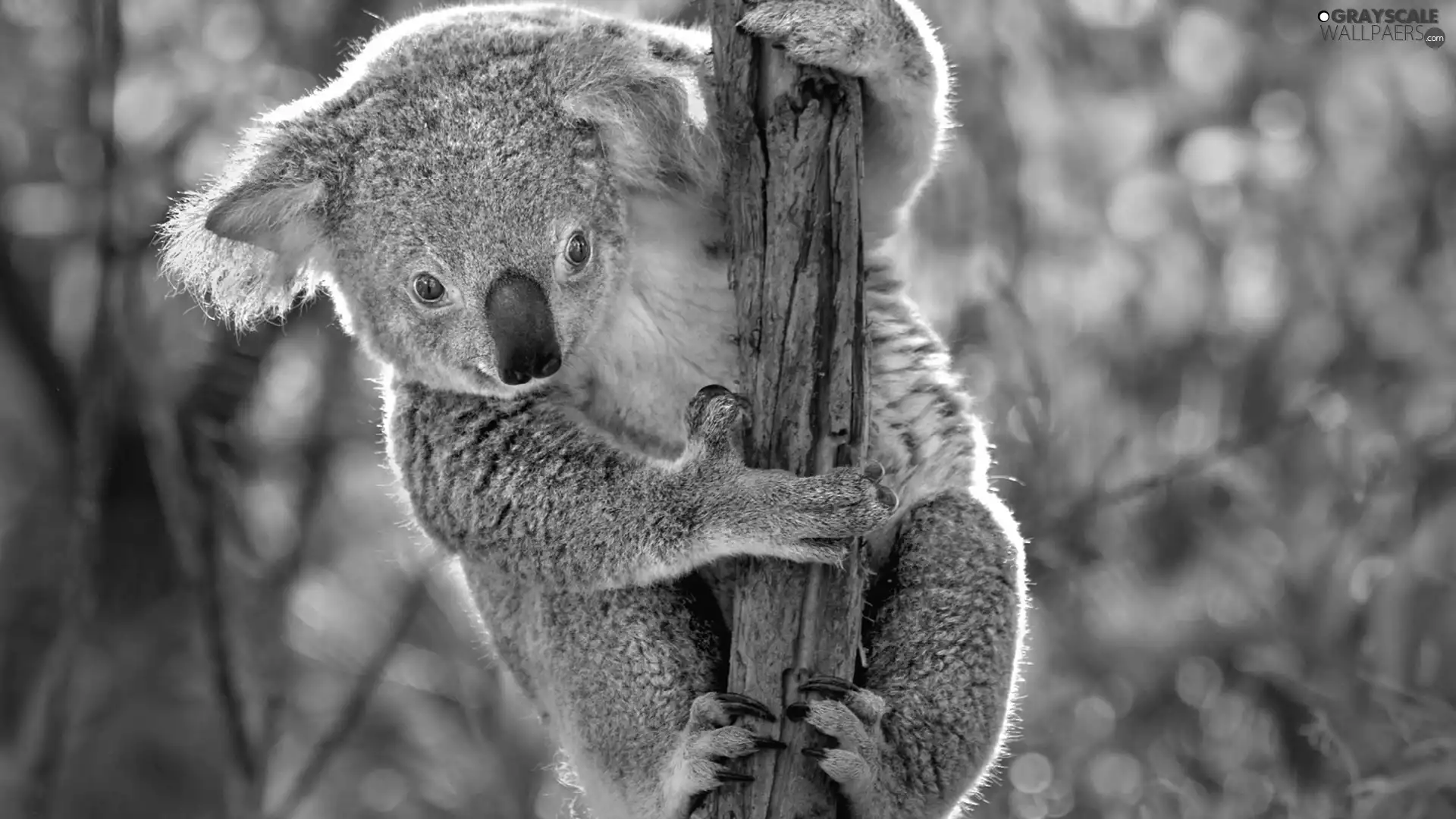 branch, teddy bear, Koala