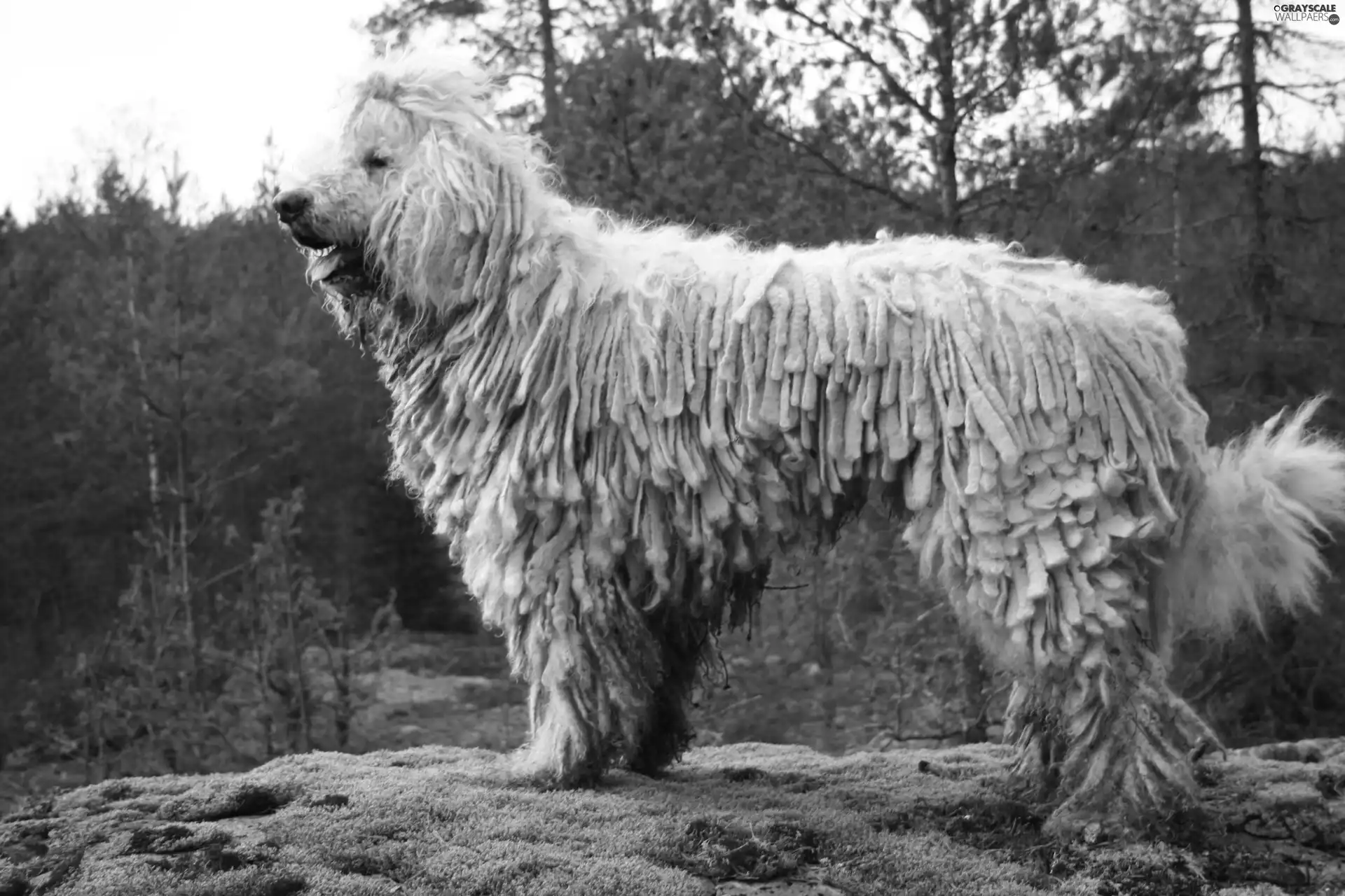 Komondor, dog, pastoral