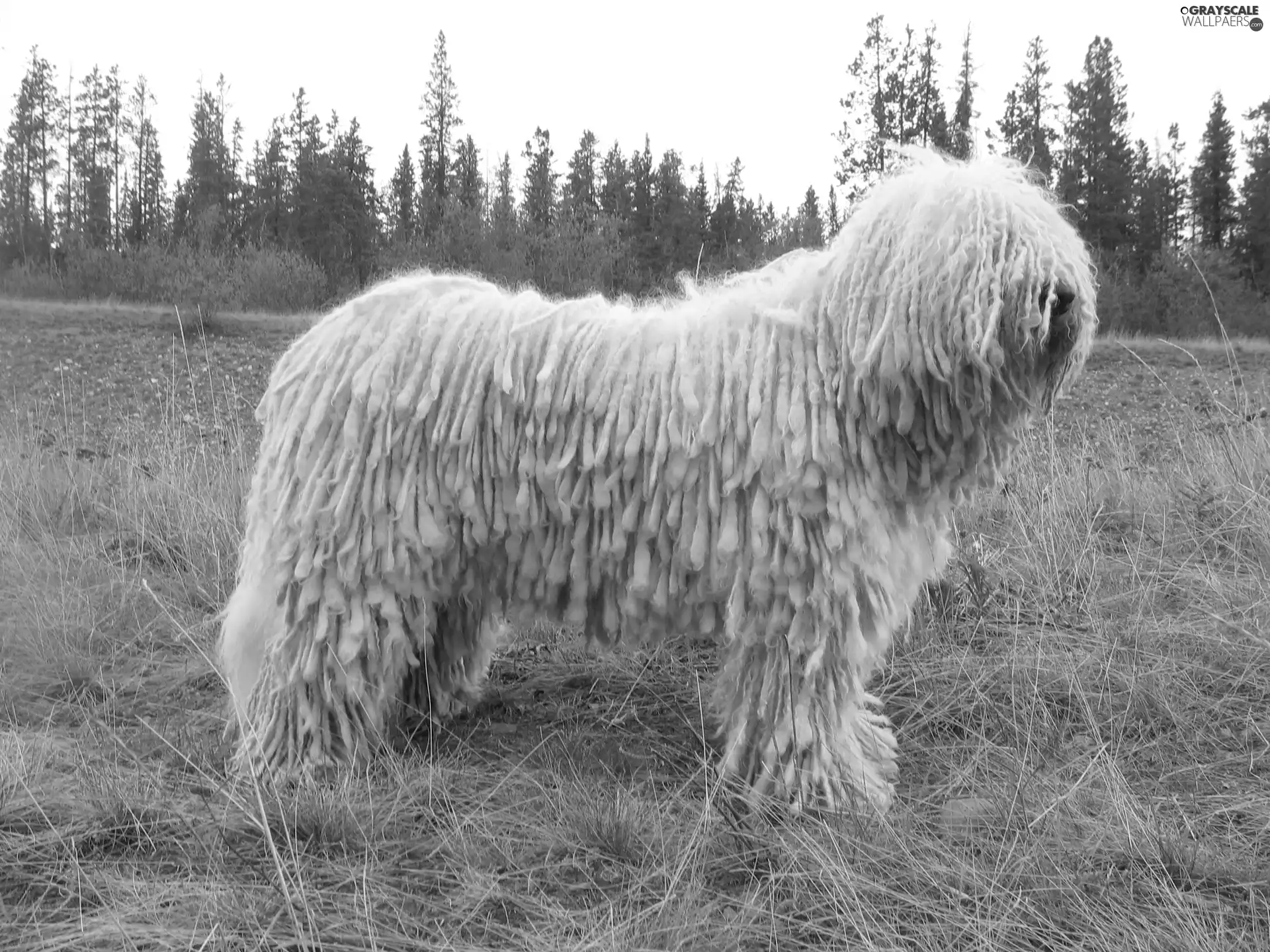 White, Komondor