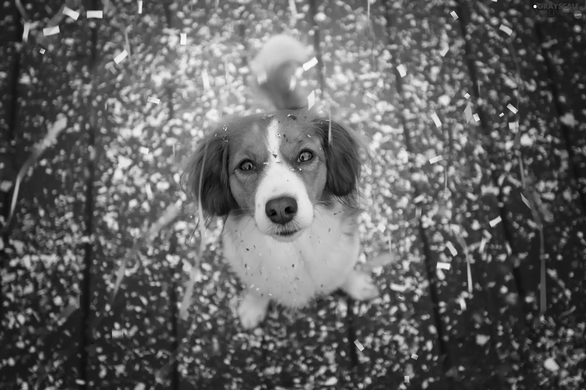 dog, Kooikerhondje, confetti, Alpine Dutch