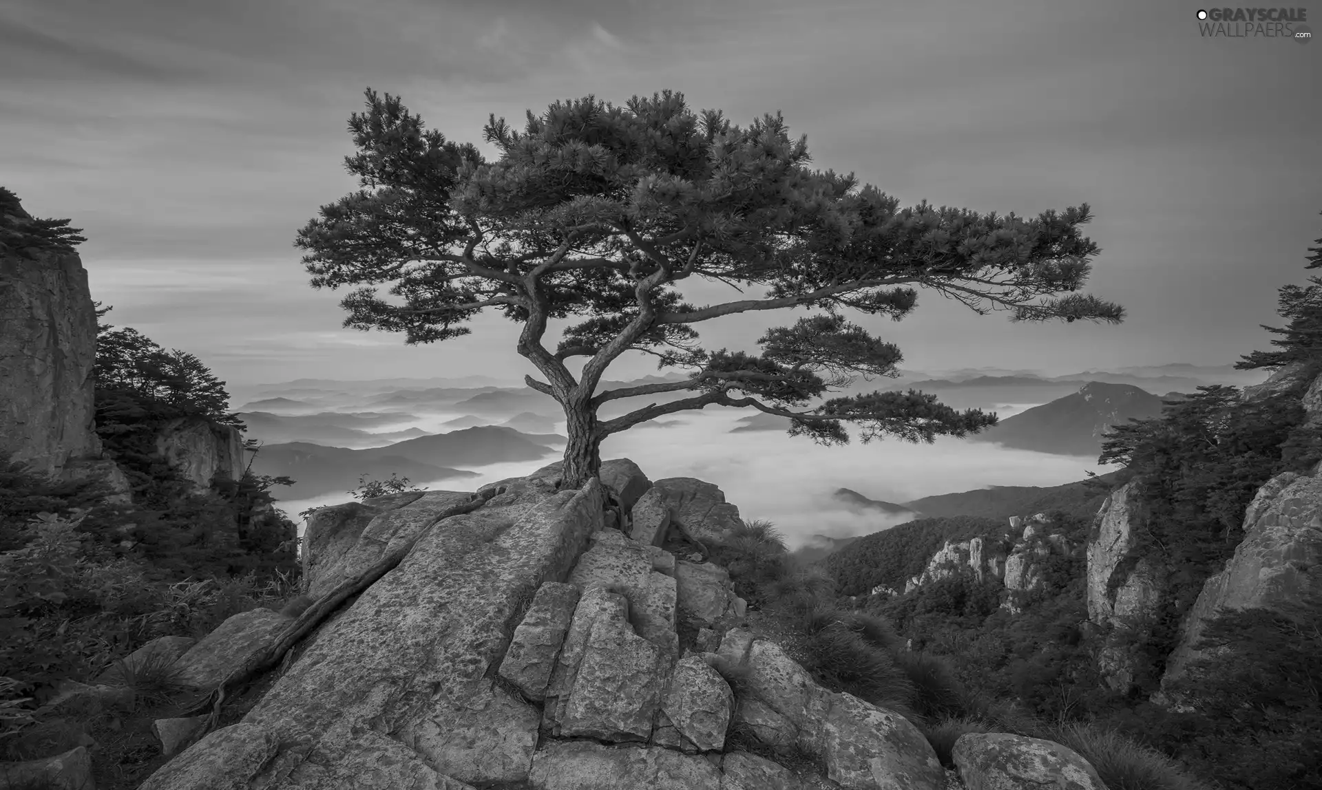 trees, viewes, South Korea, pine, North Jeolla Province, Sunrise, Daedunsan Provincial Park, Mountains