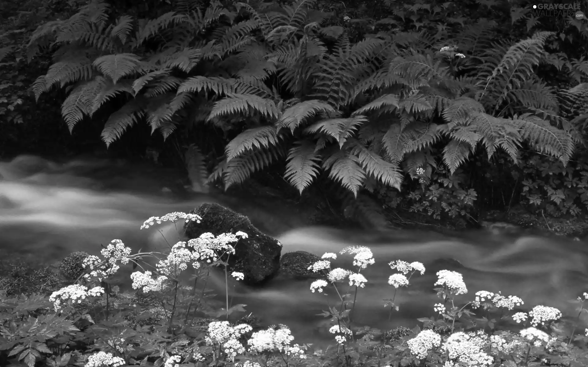 stream, Park, fern, Triglav, national, Krajcarica, milfoil
