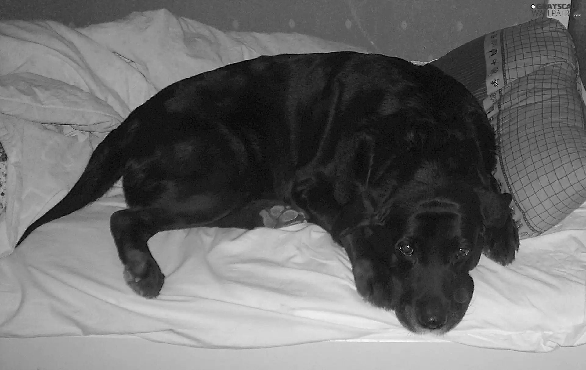 Bedding, Black, Labrador Retriever