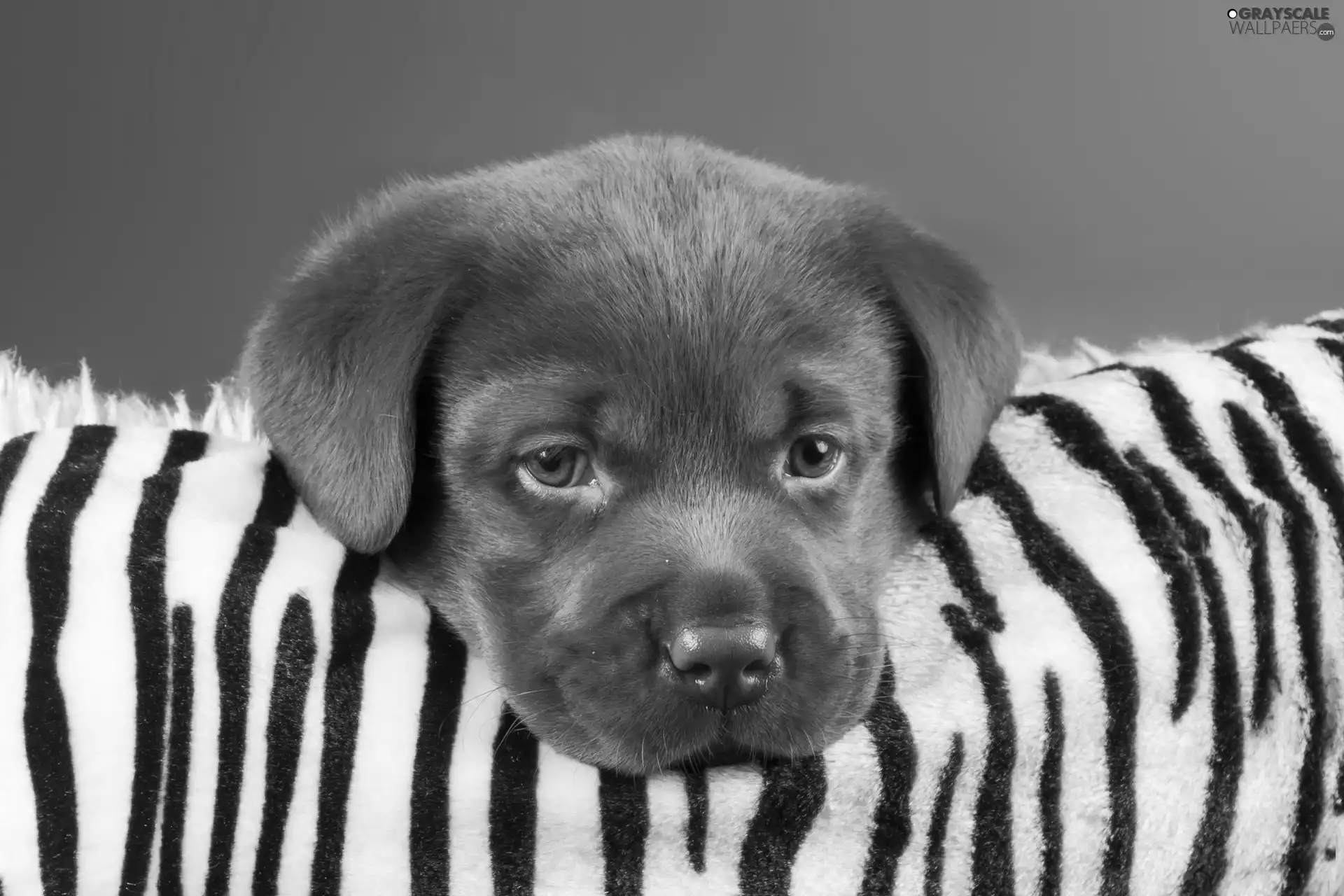 Labrador, dog, puppie