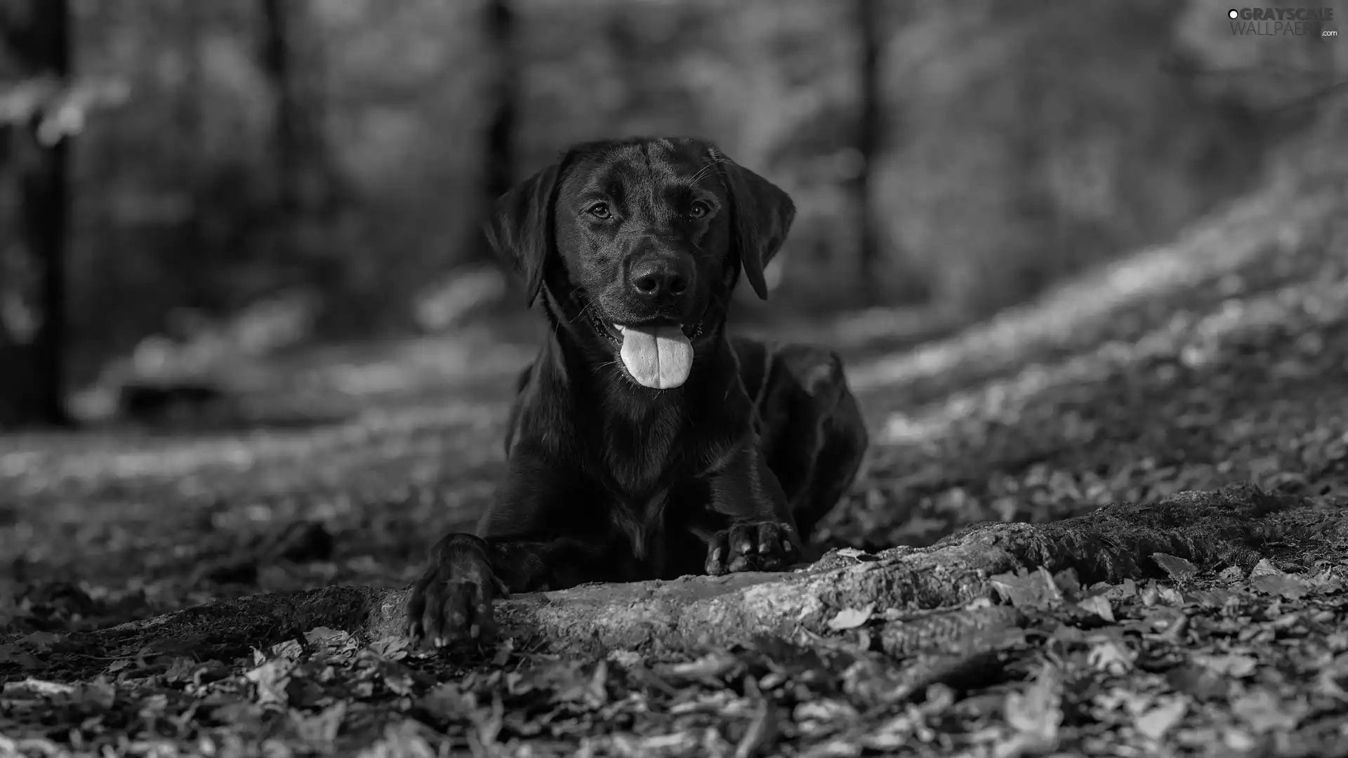 dog, Labrador Retriever, Leaf, Black