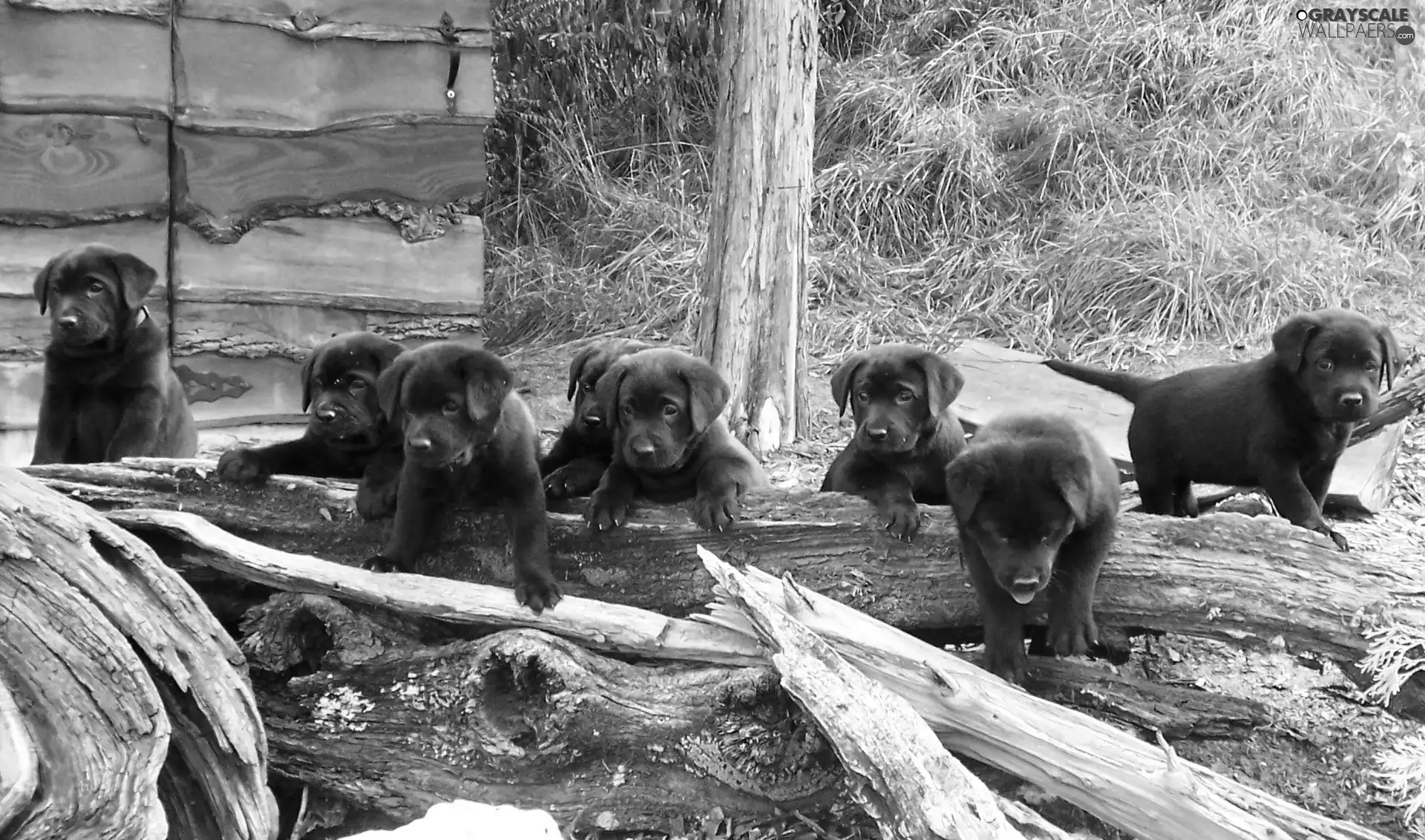 puppies, grass, Labradors Retrievers, Logs