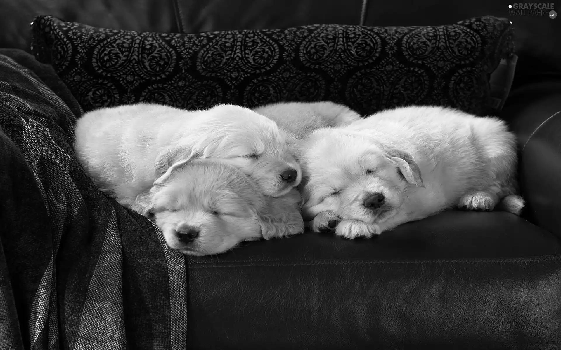Sleeping, puppies, Golden Retrievery, Dogs