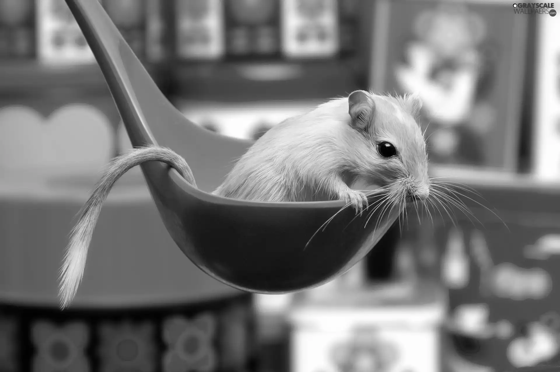 ladle, Kitchen, Gerbil