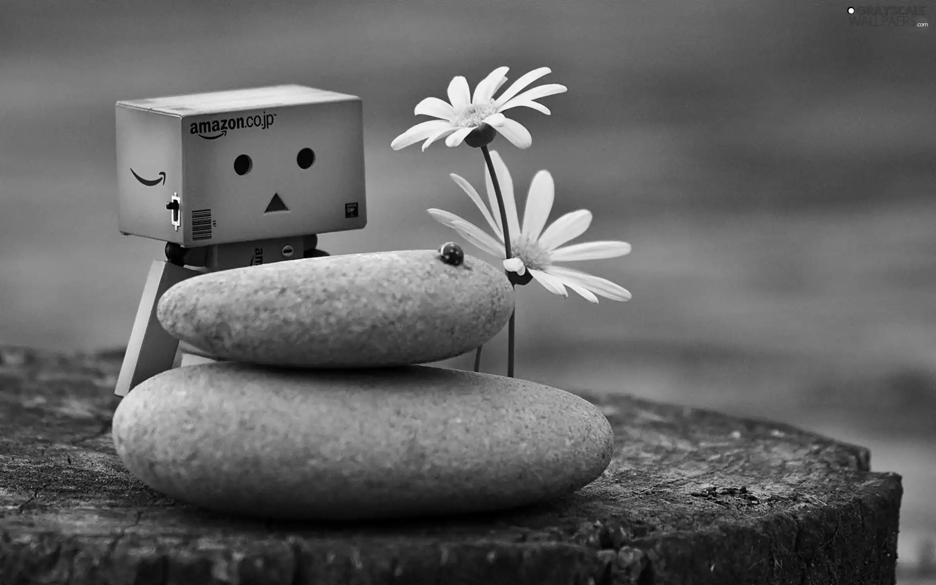 Flowers, trunk, ladybird, blur, Stones, Danbo