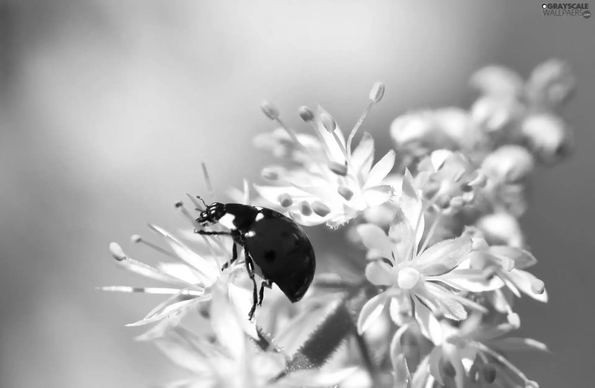 White, kirsch, ladybird, Colourfull Flowers