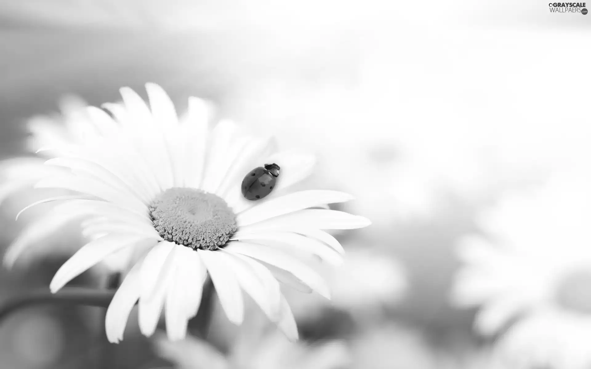 Flower, ladybird