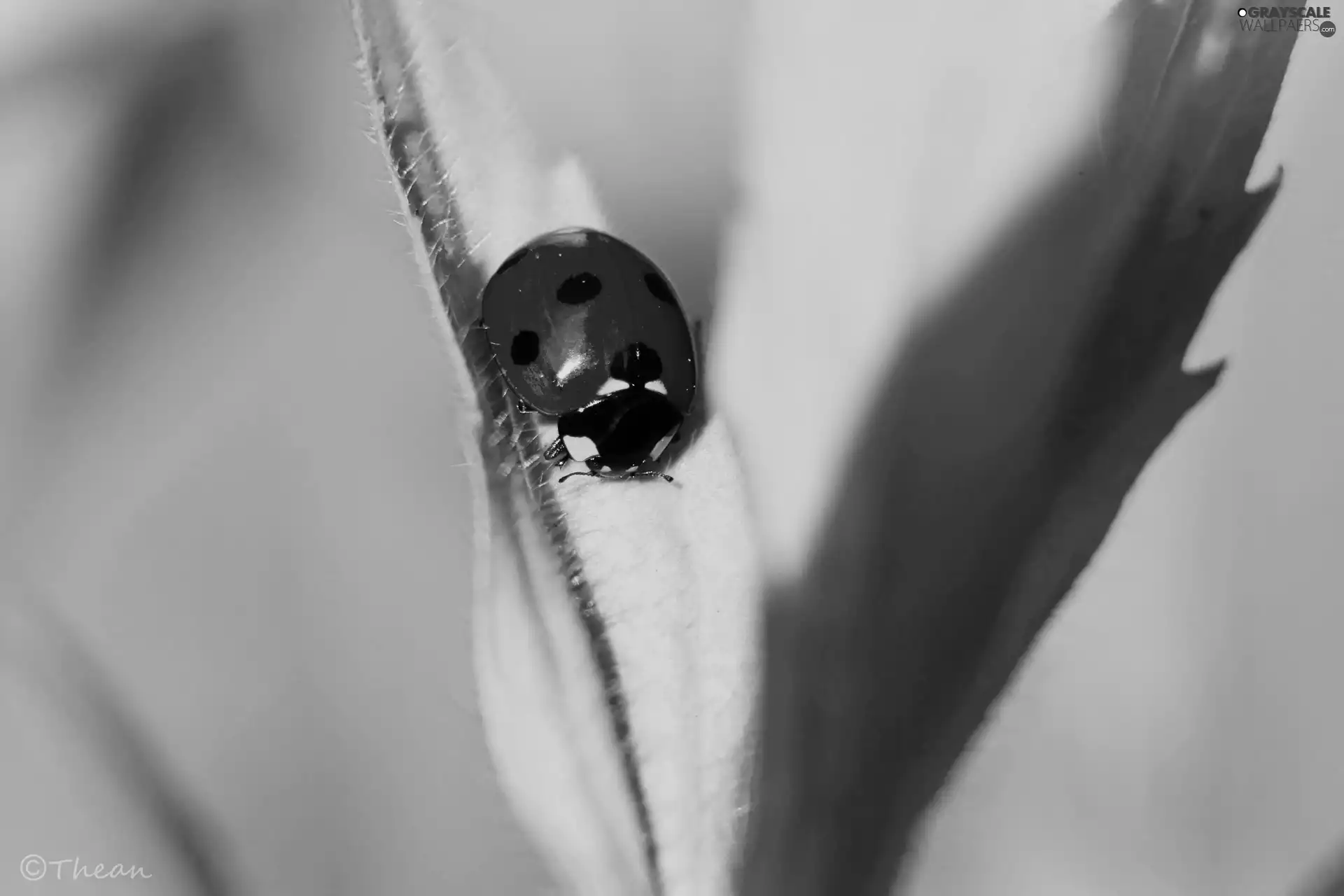 Insect, red hot, ladybird