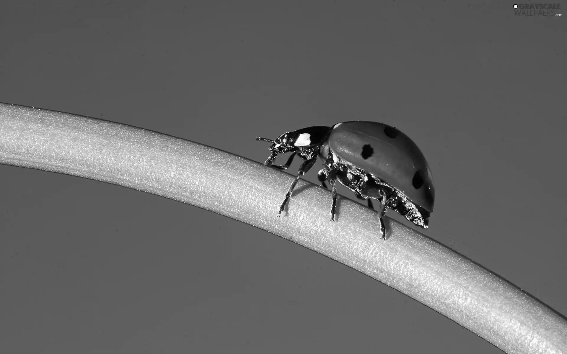 stalk, red hot, ladybird