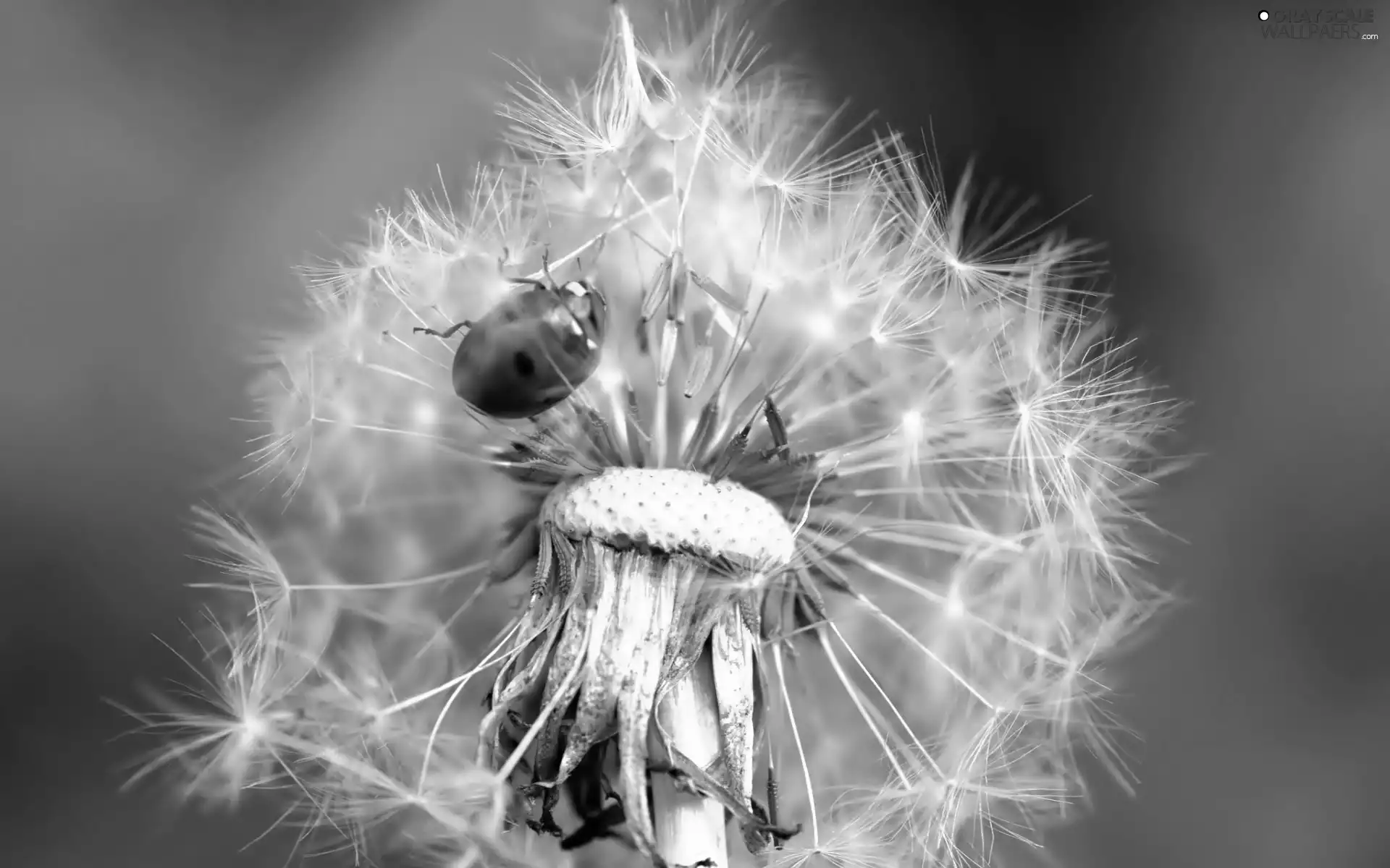 ladybird, Common Dandelion