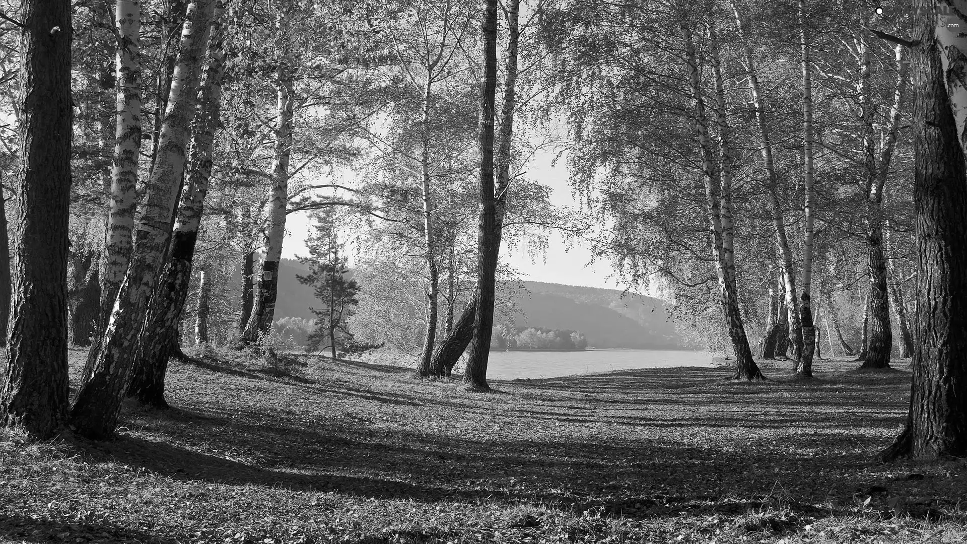 lake, autumn, viewes, birch, trees