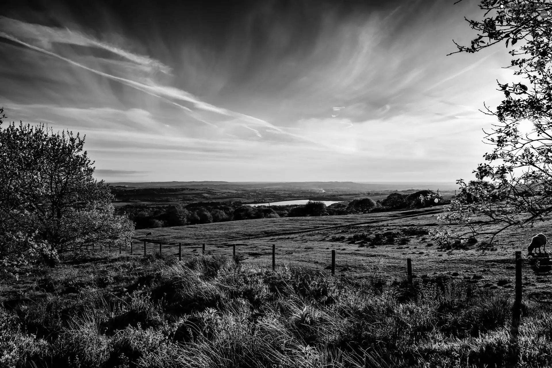 trees, field, lake, clouds, viewes, medows