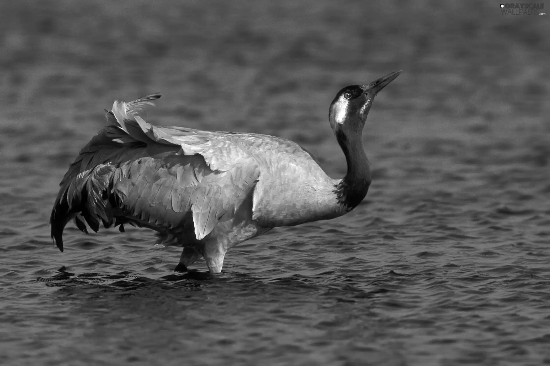 crane, lake