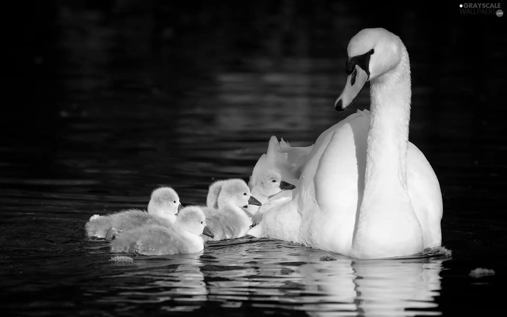 lake, Swan, Family