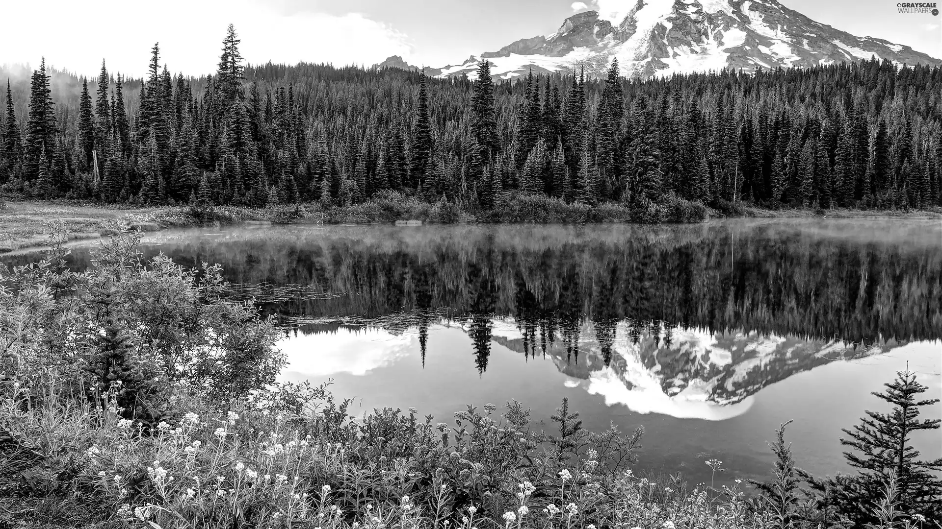 lake, Flowers, forest, Fog, Mountains