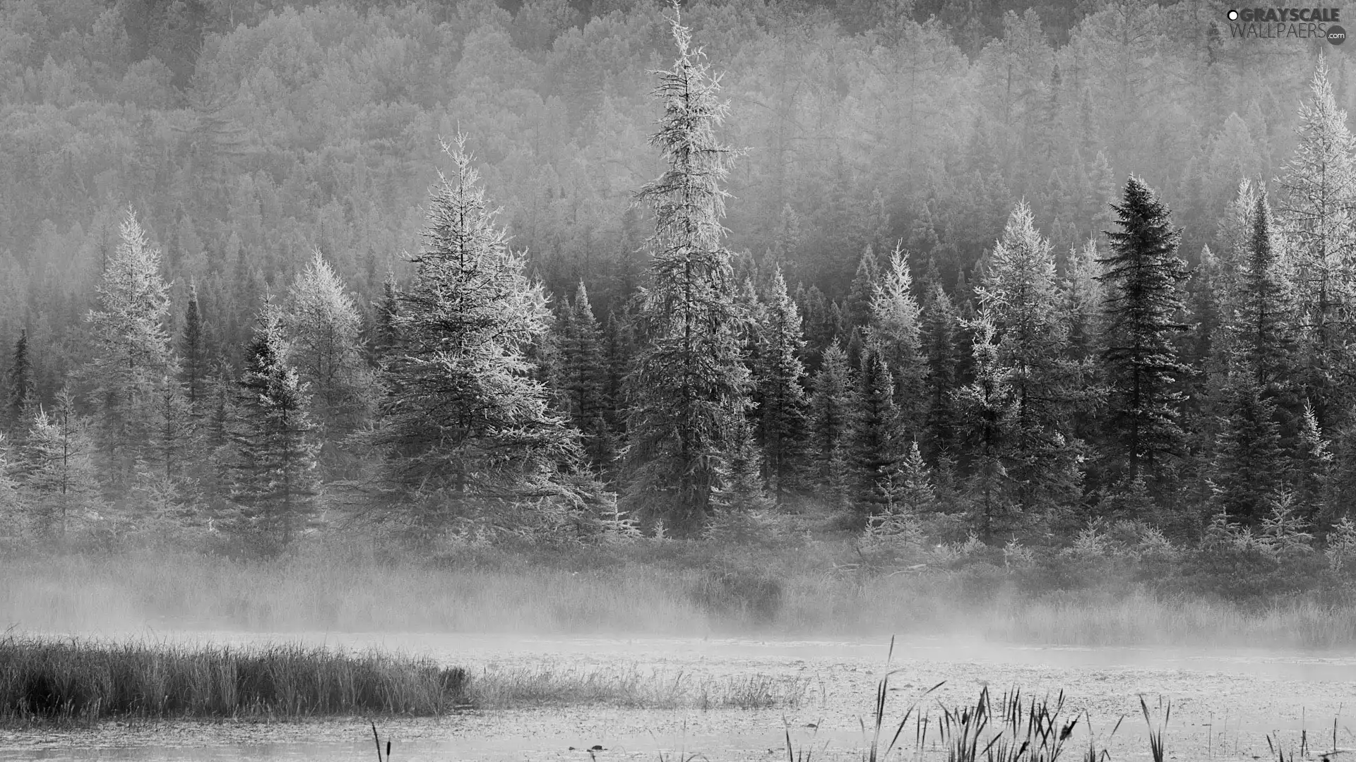 lake, forest, Fog