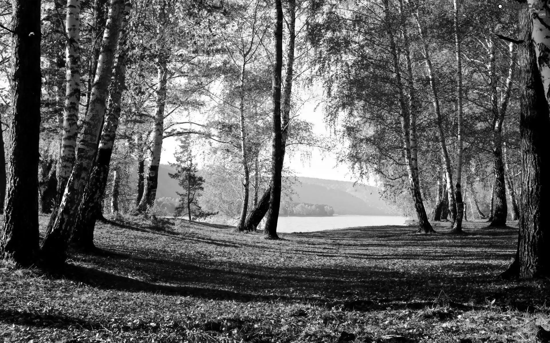 lake, autumn, forest