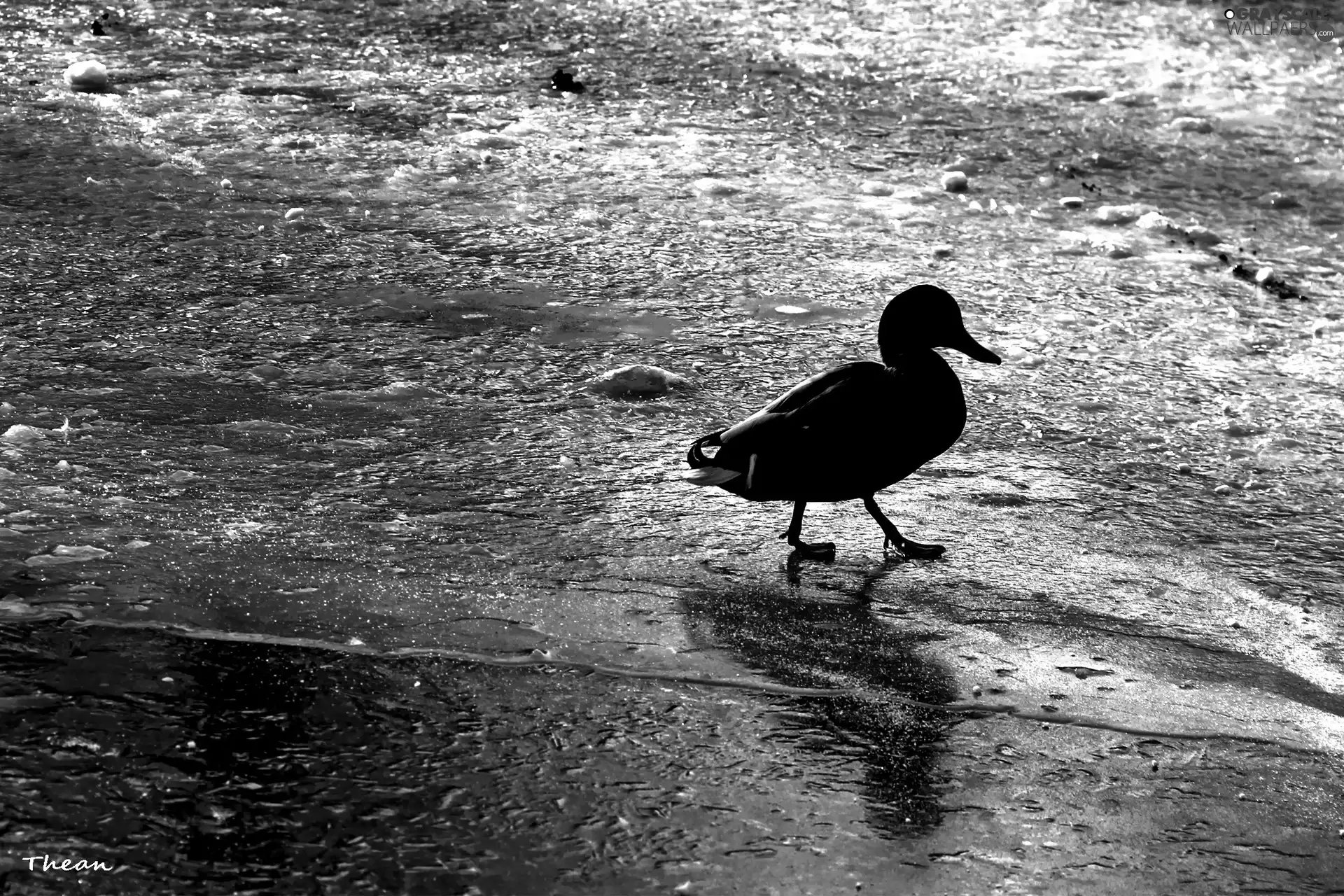 lake, duck, frozen