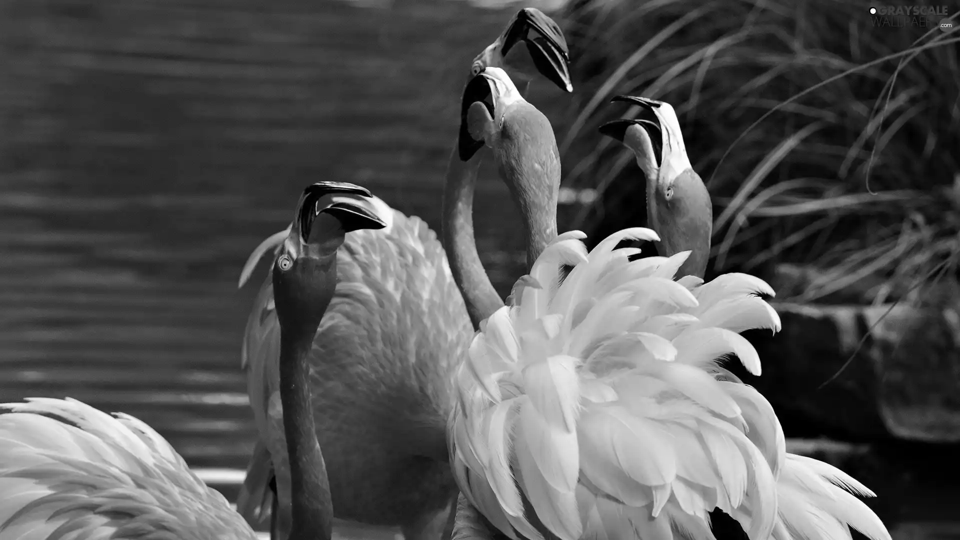 lake, flamingos, herd