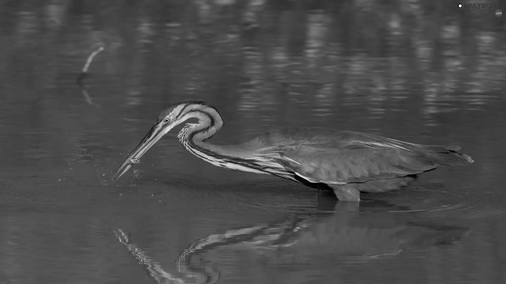 heron, feeding, lake, Purple