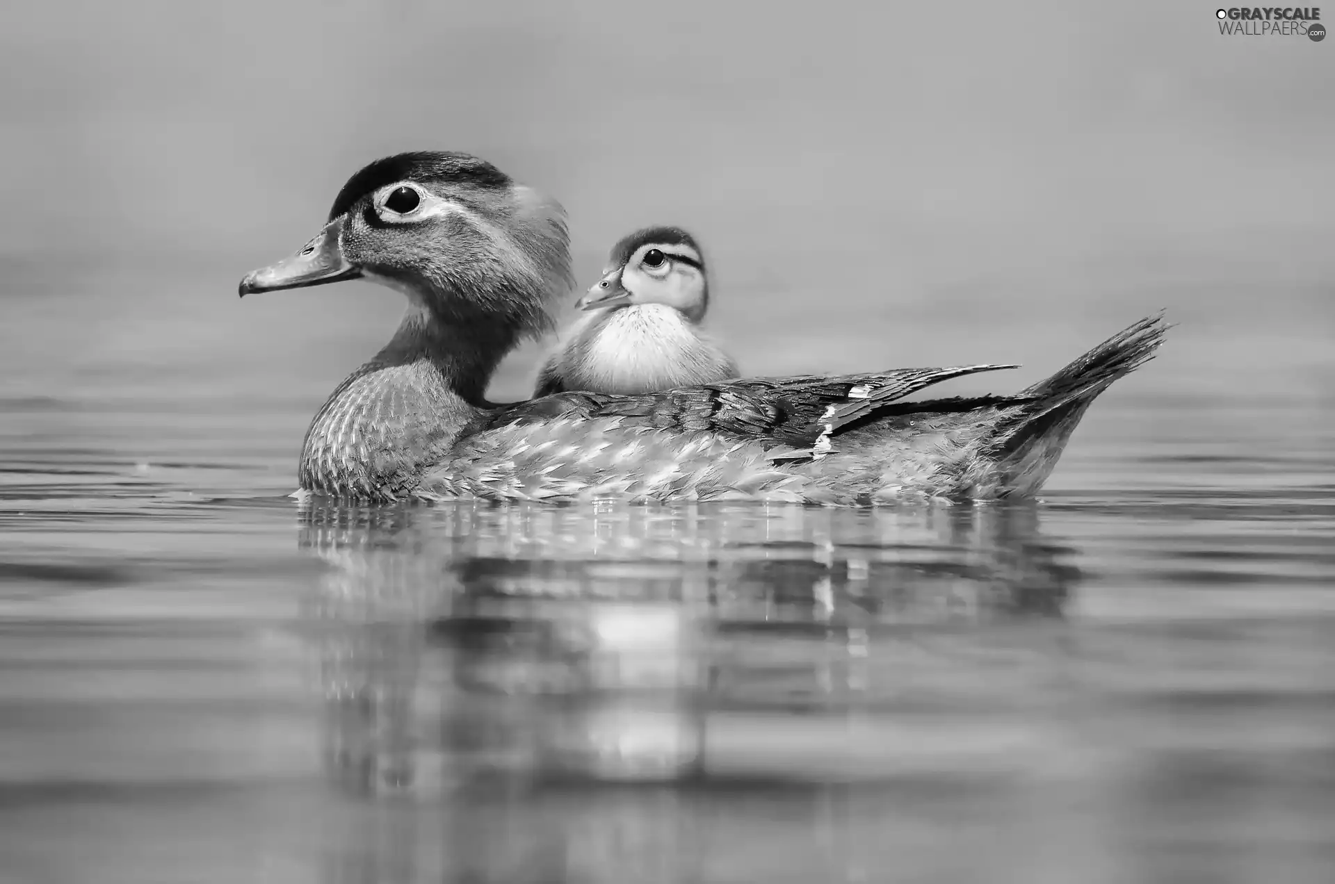 lake, swimming, little doggies, duckling, duck