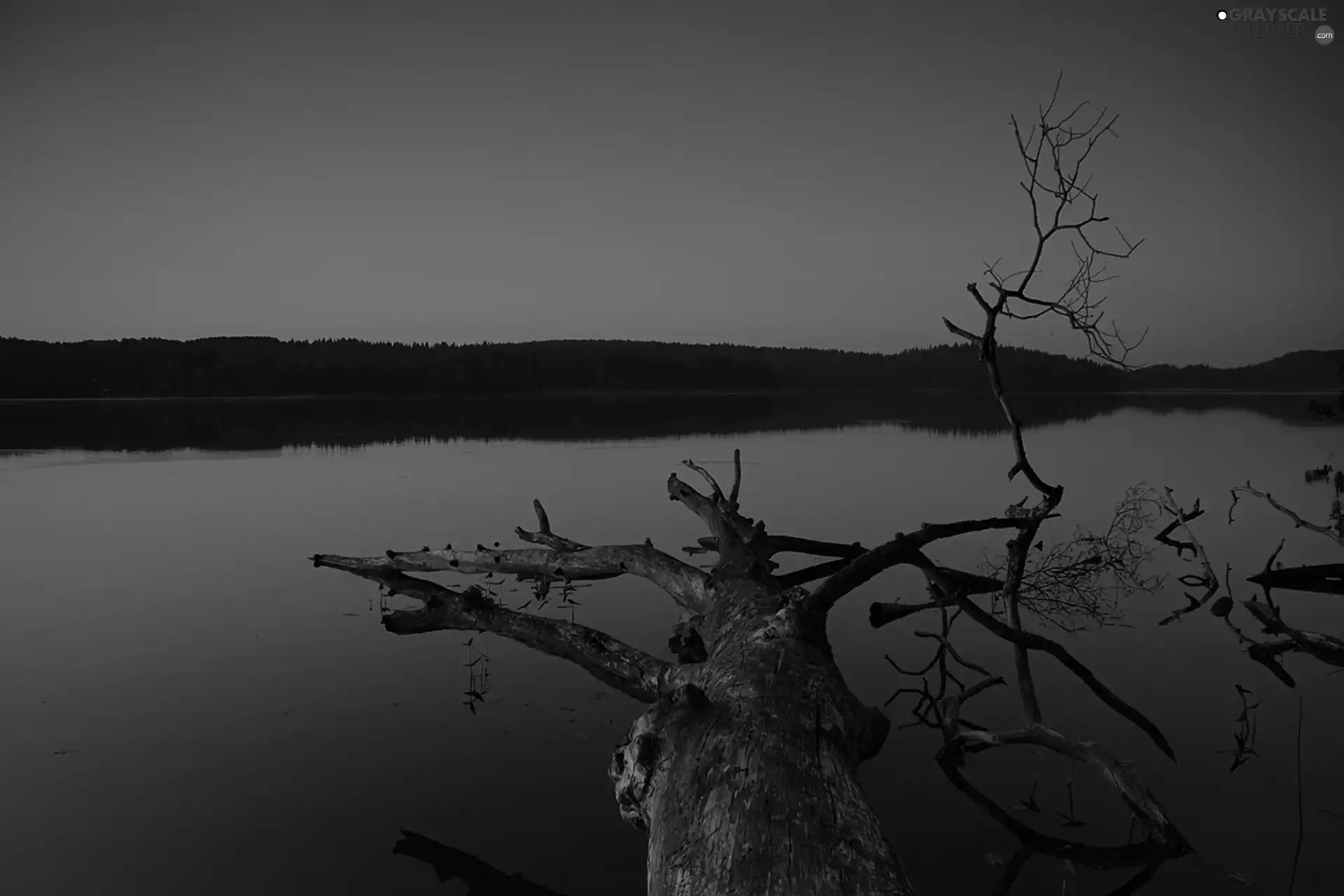 woods, west, trees, viewes, Lod on the beach, lake