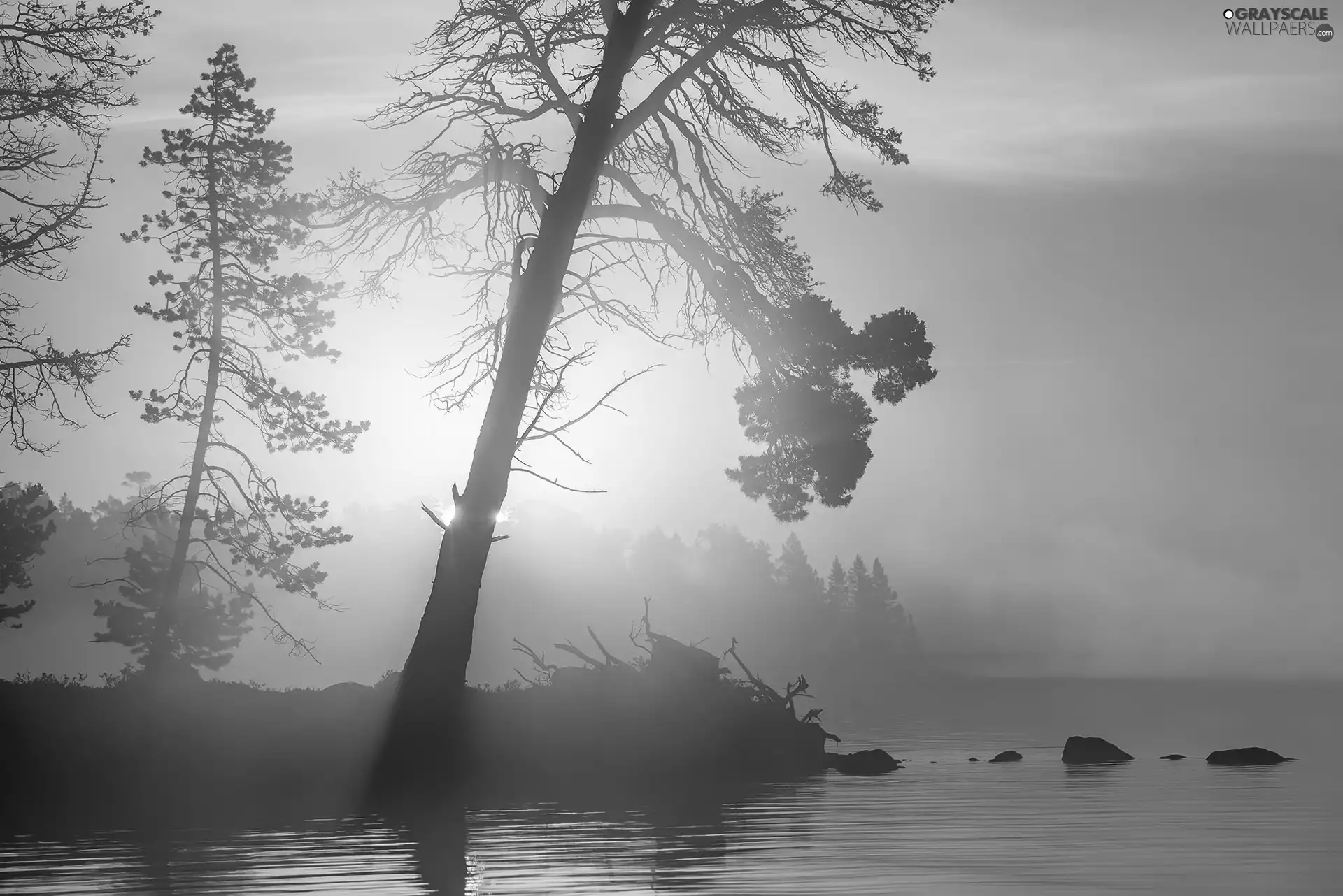 viewes, lake, morning, trees, Sunrise