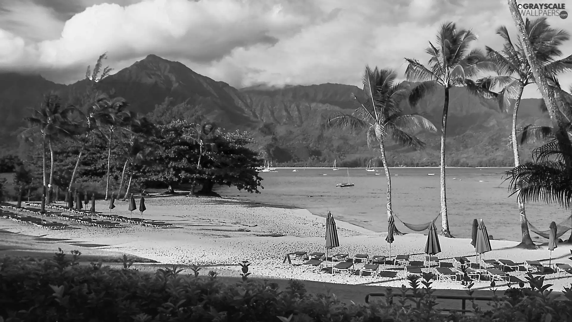 Lake. Beach, Palms