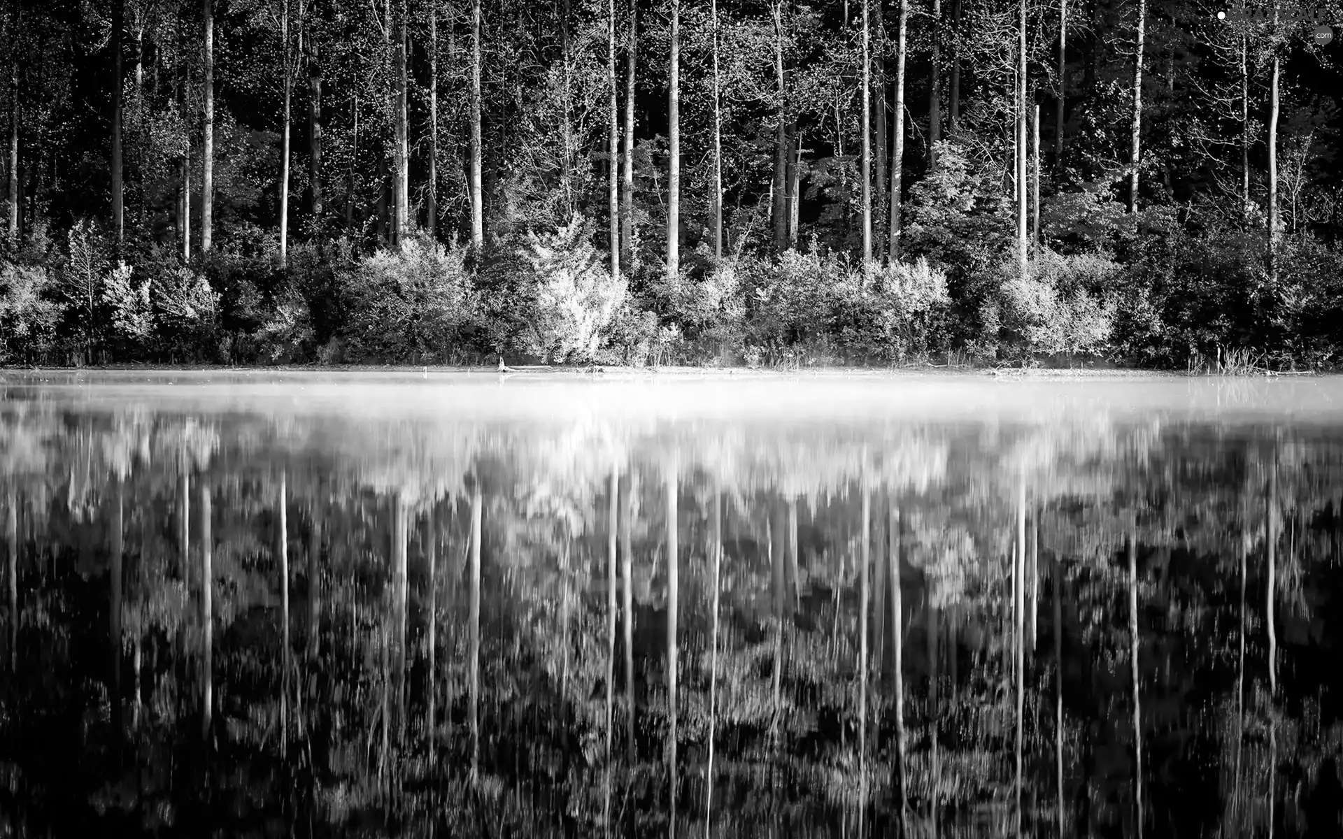 lake, reflection, trees, viewes, color