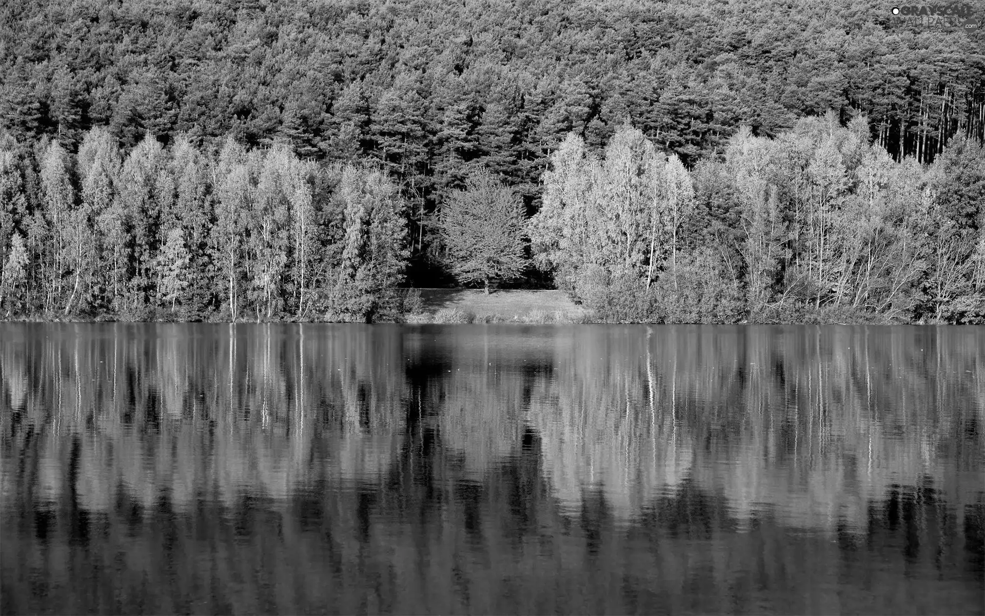 lake, reflection, trees, viewes, forest