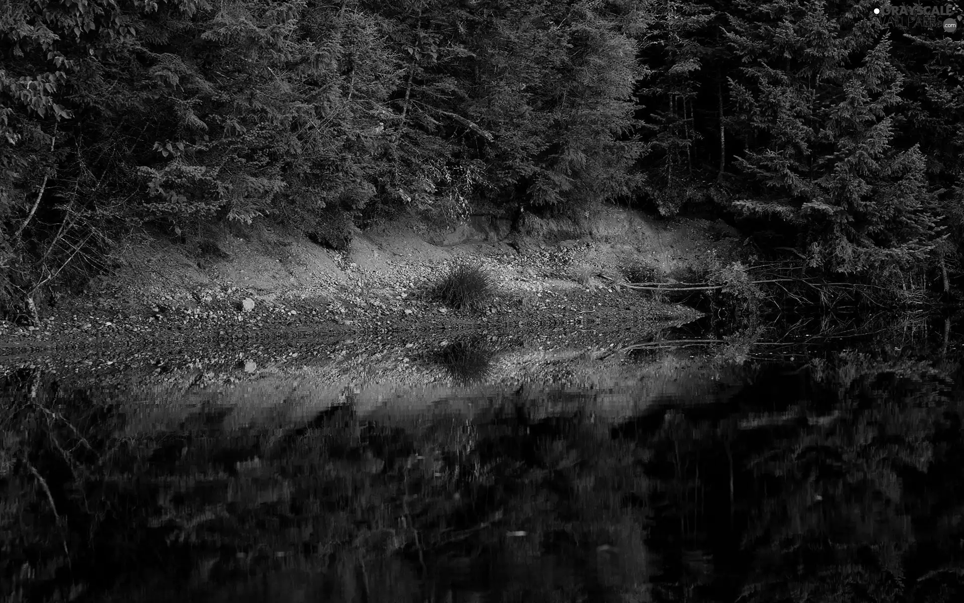 lake, reflection, trees, viewes, forest