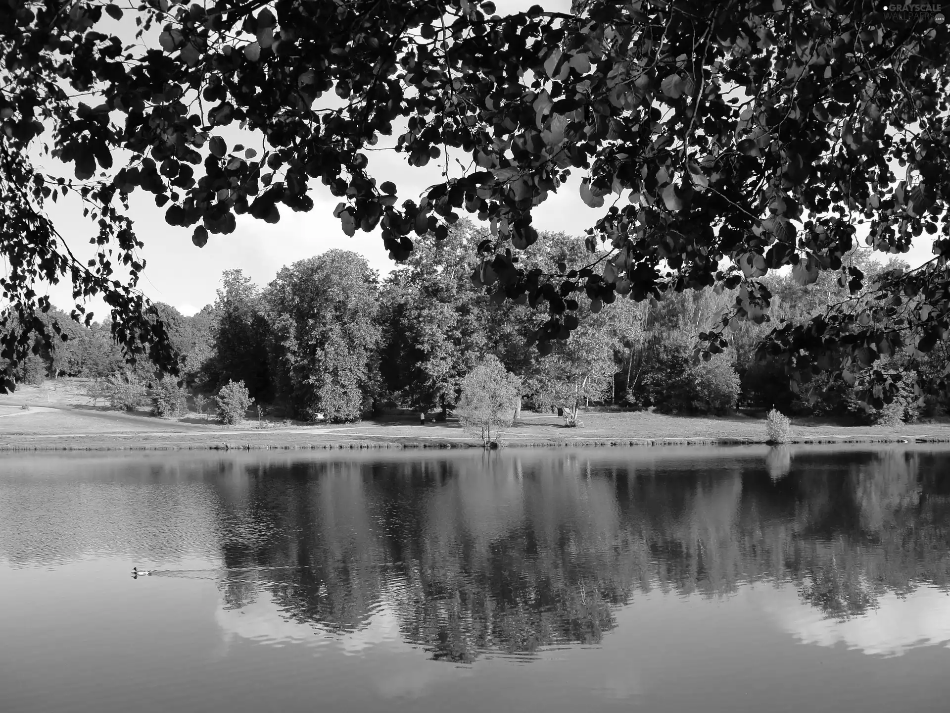 viewes, Park, lake, reflection, grass, trees